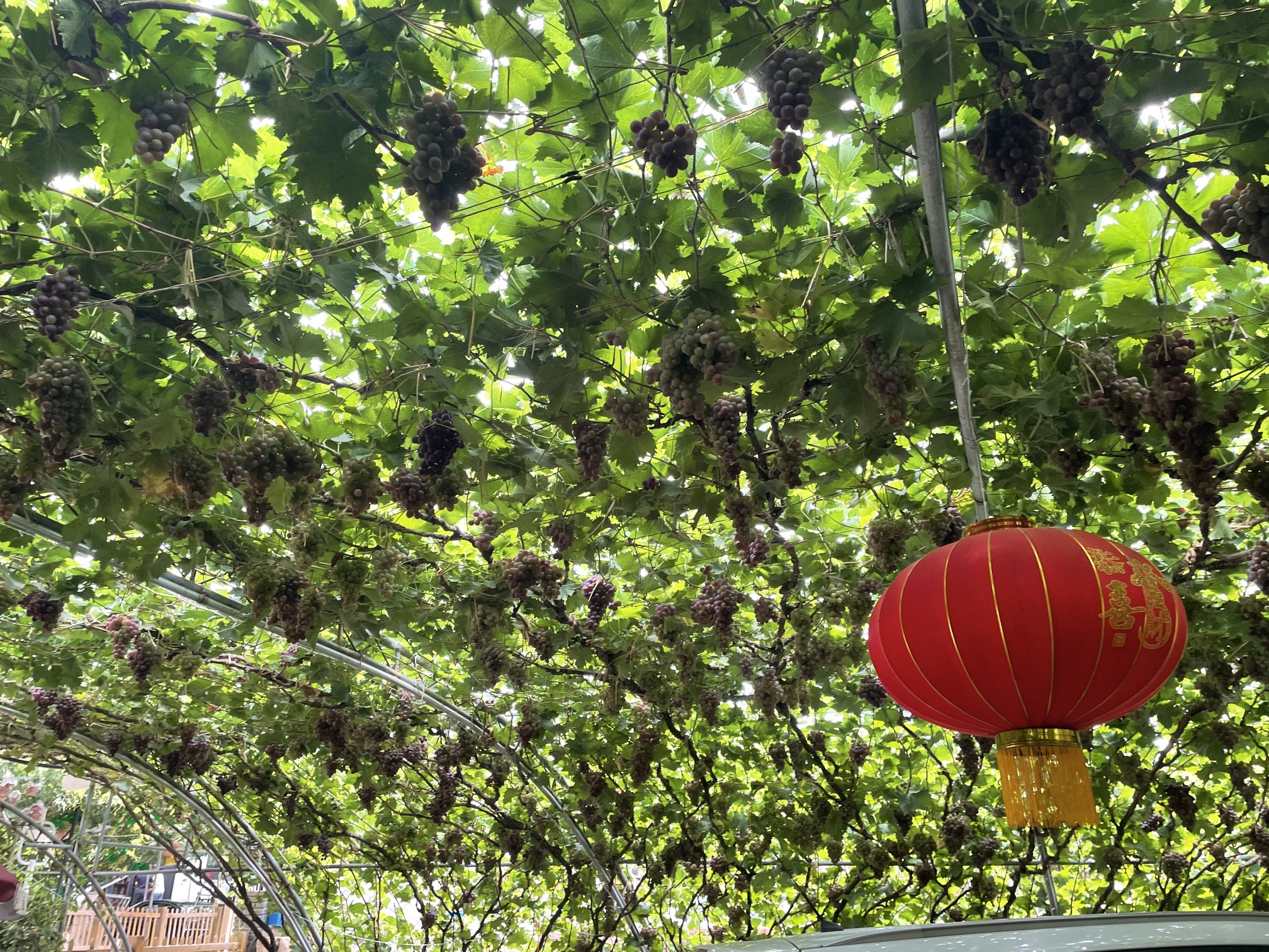 昌黎葡萄沟风景区旅行图片
