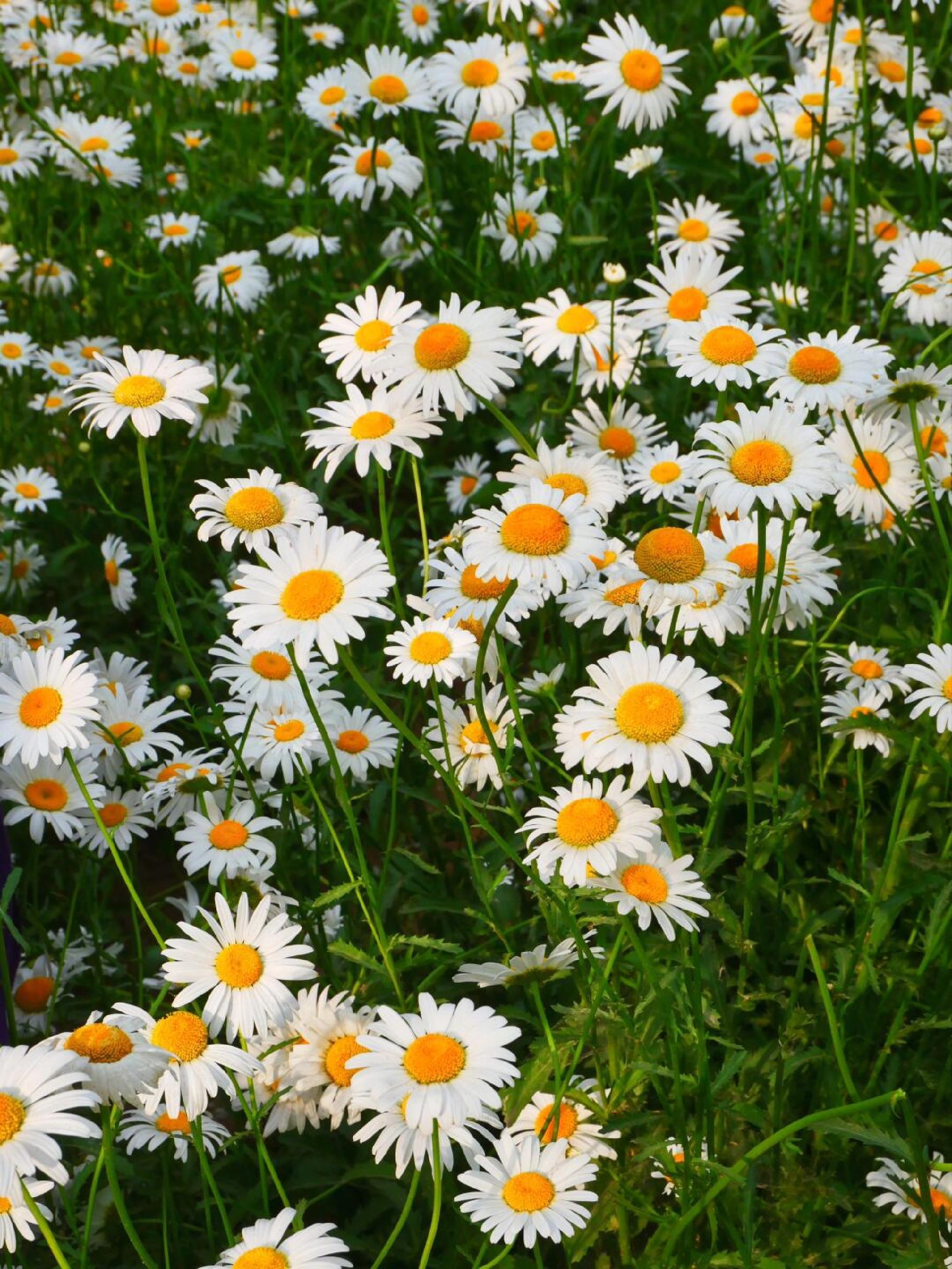 南寨公园旅行图片