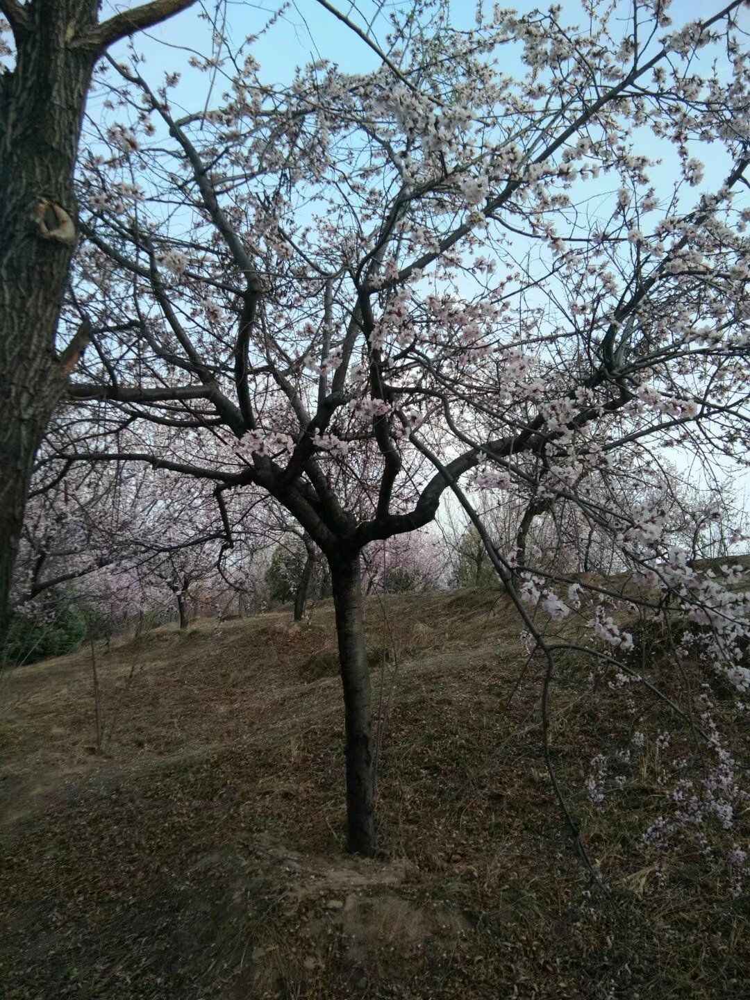 娄烦森林公园