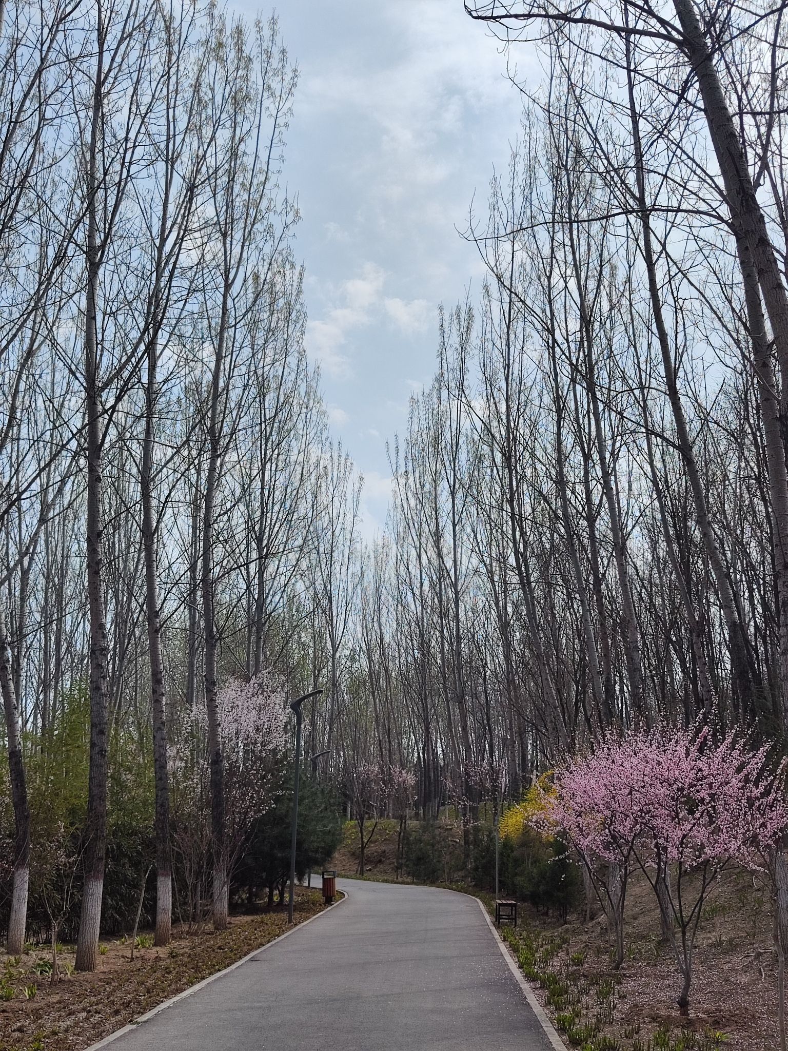 凤凰岭森林公园