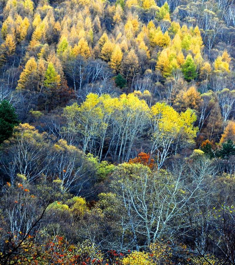 太岳山国家森林公园