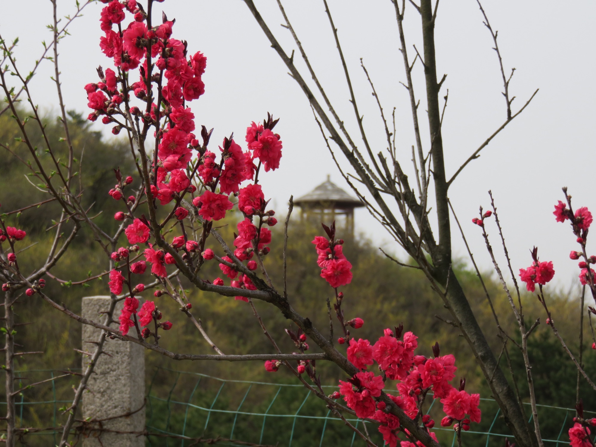 黄花岭风景区旅行图片