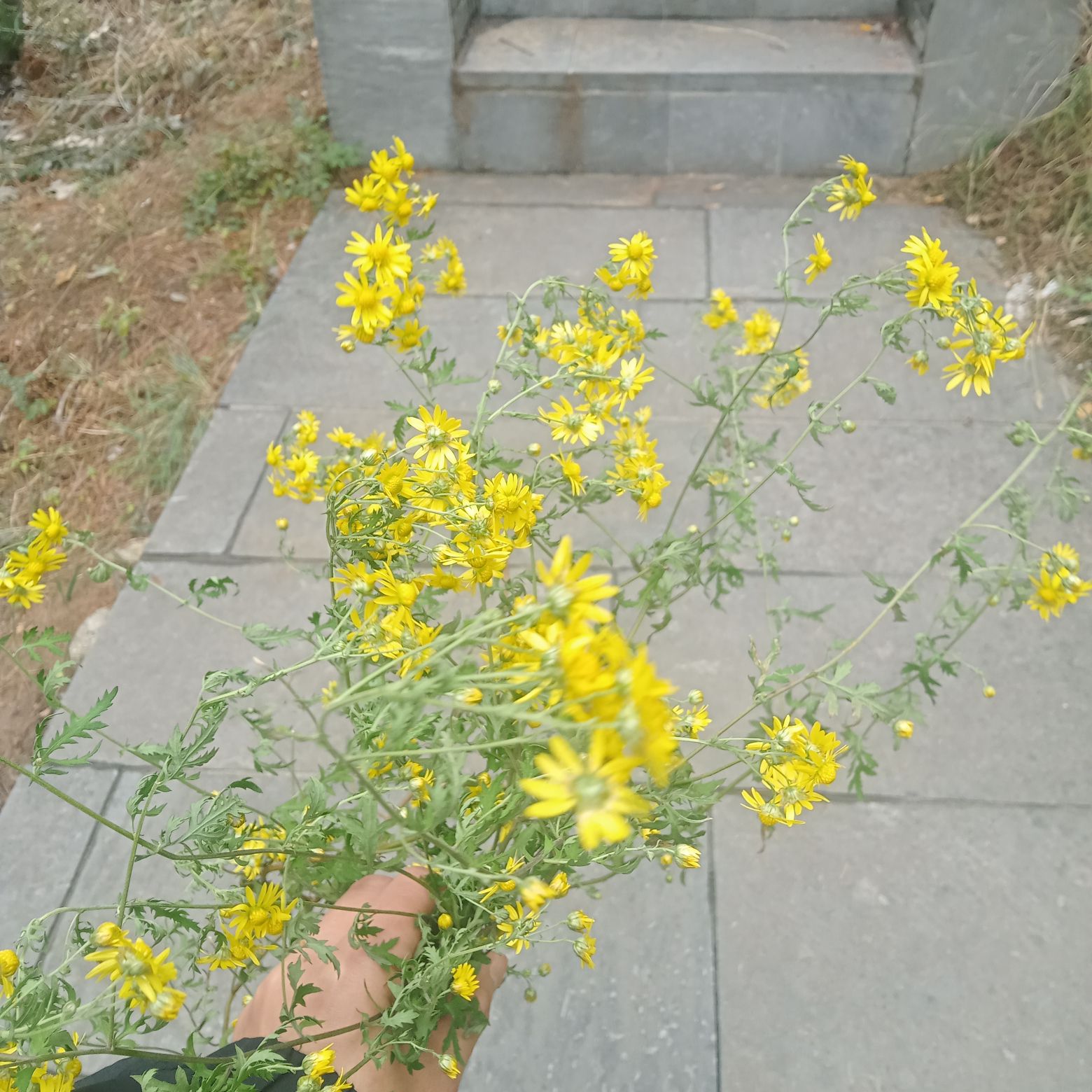 东岭森林公园旅行图片