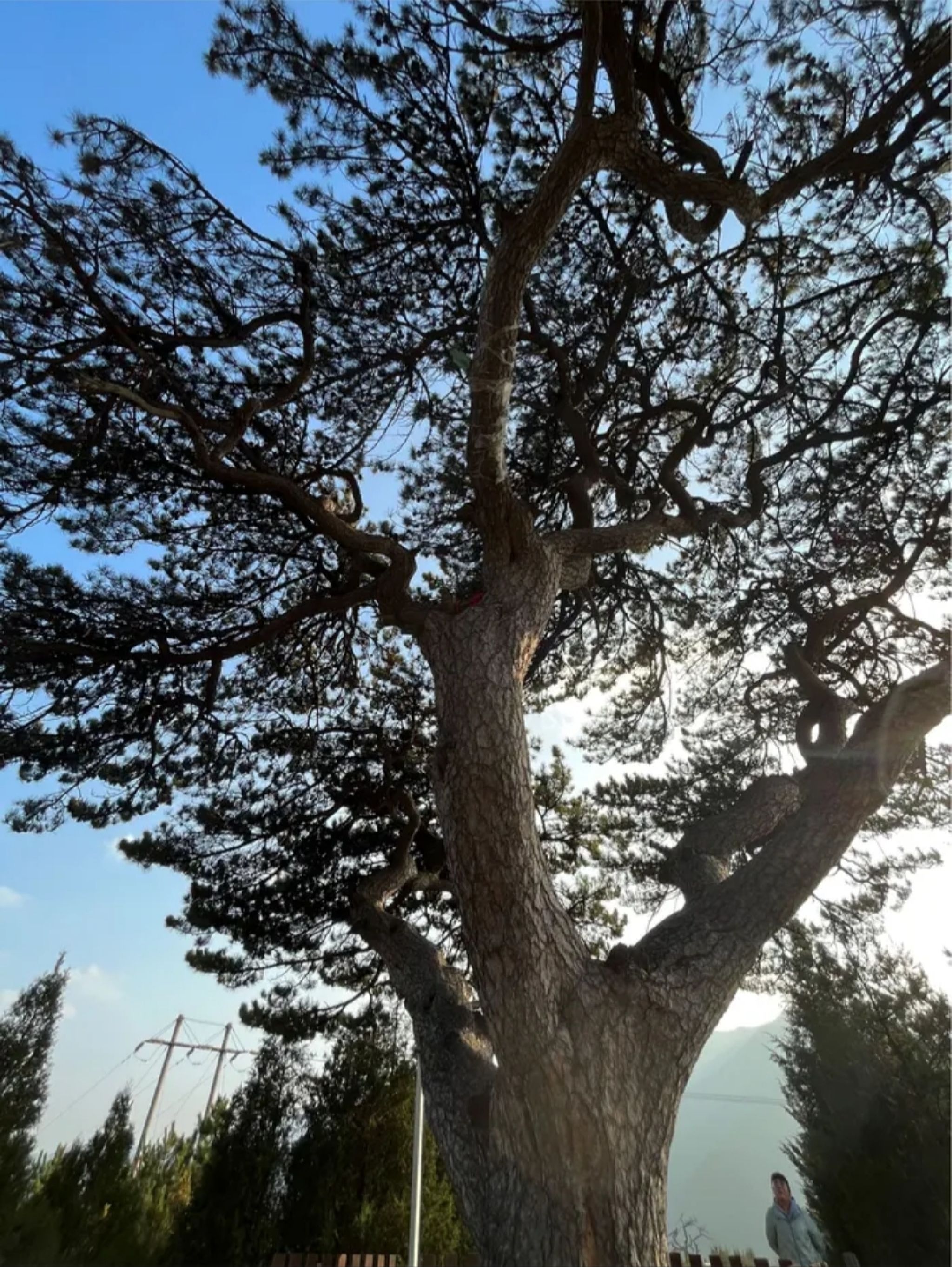 柏洼山风景区旅行图片