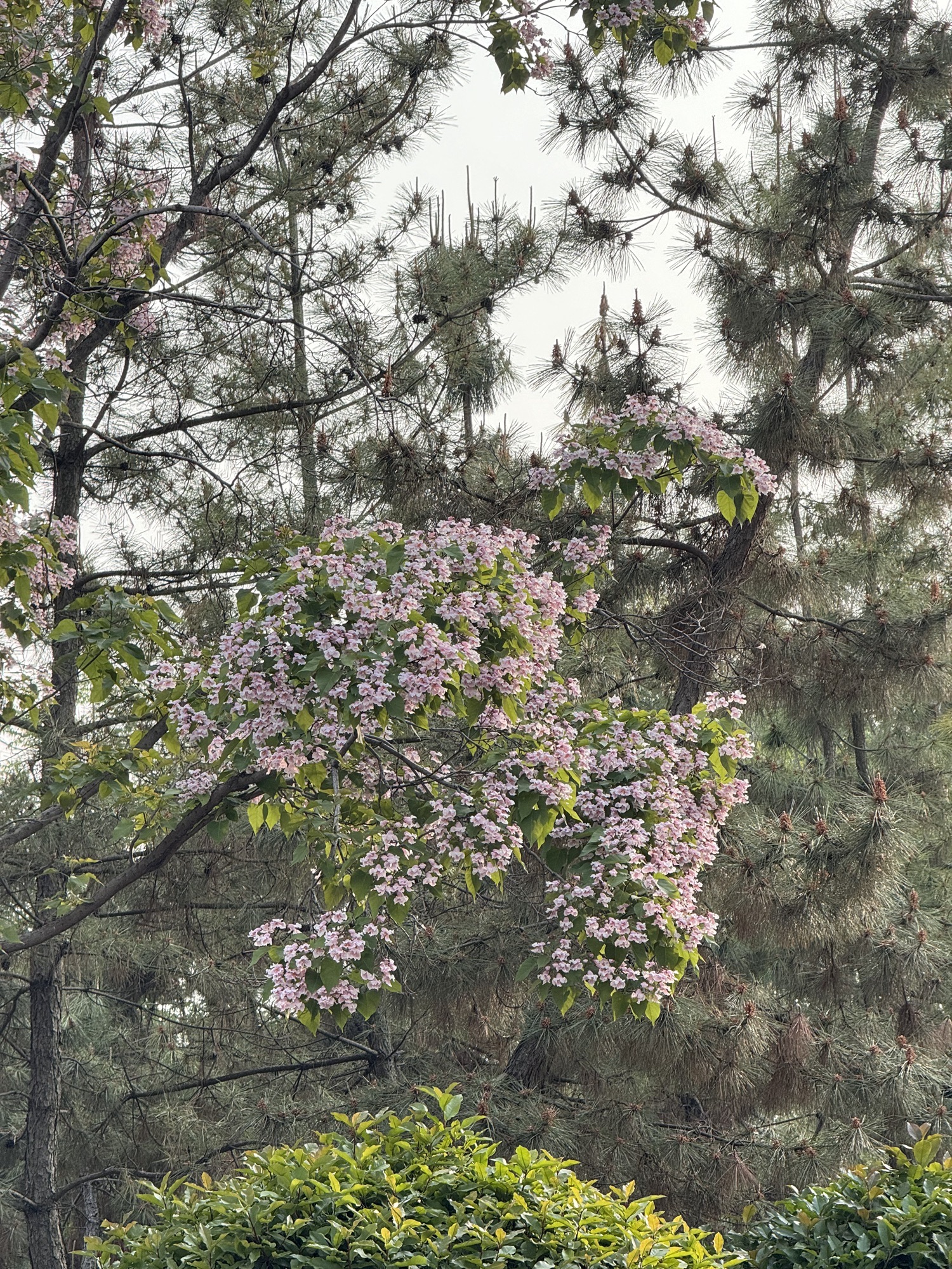 商丘火神台景区旅行图片