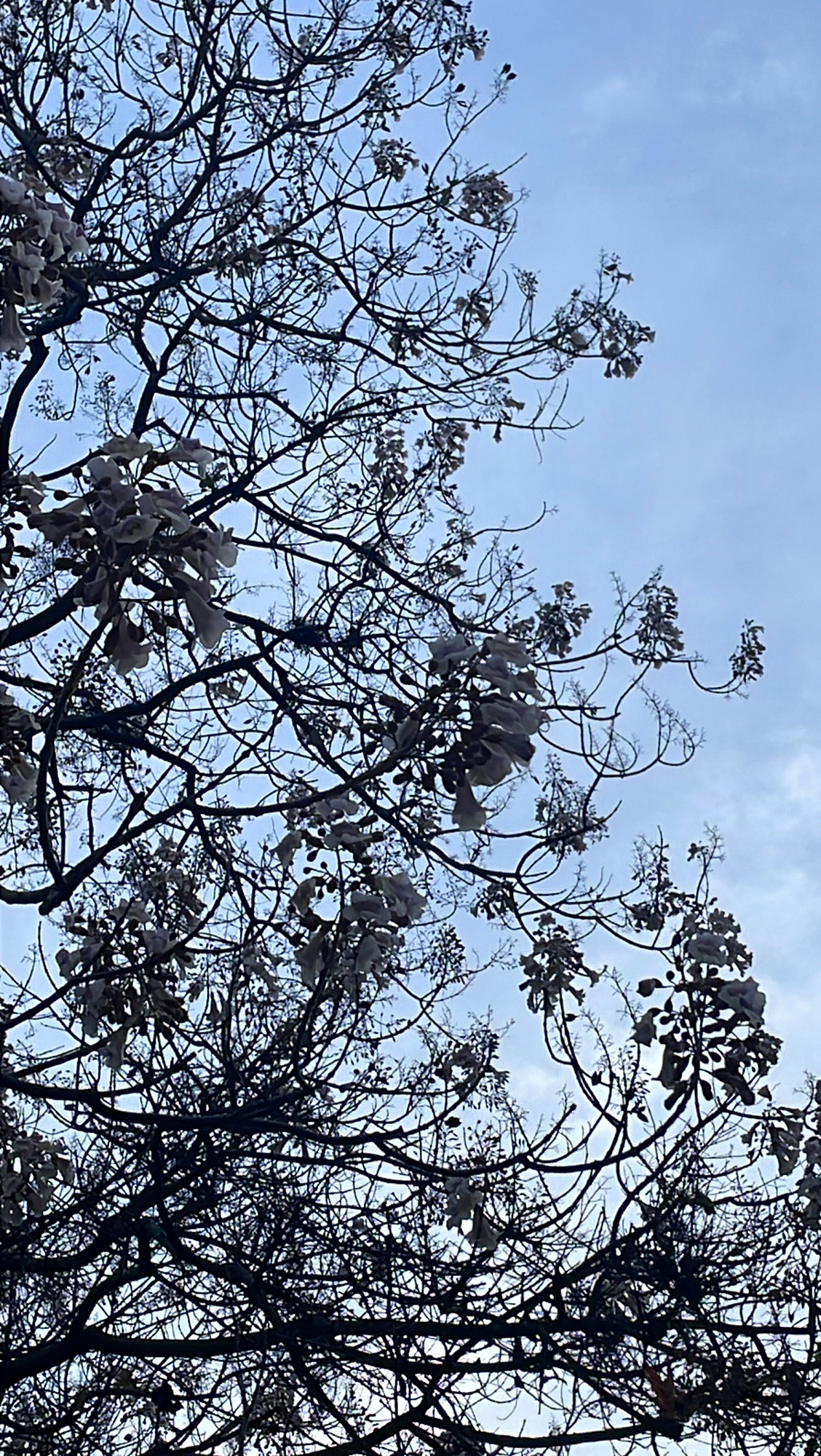 绿荫公园