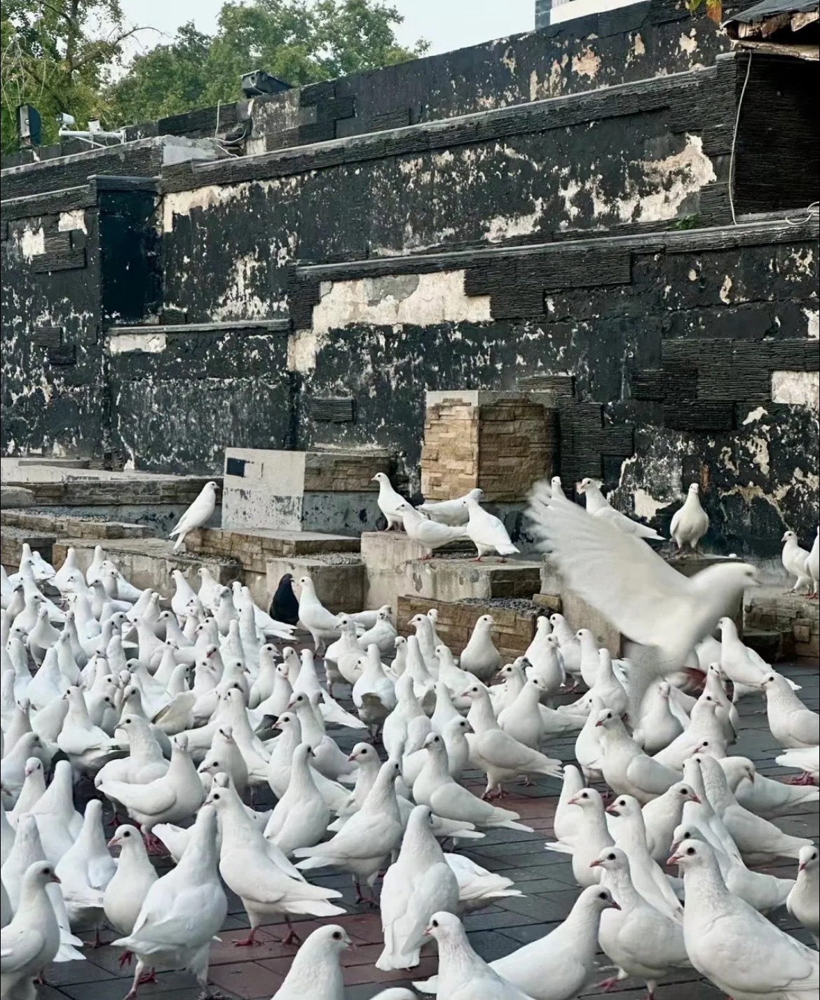 紫荆山公园旅行图片