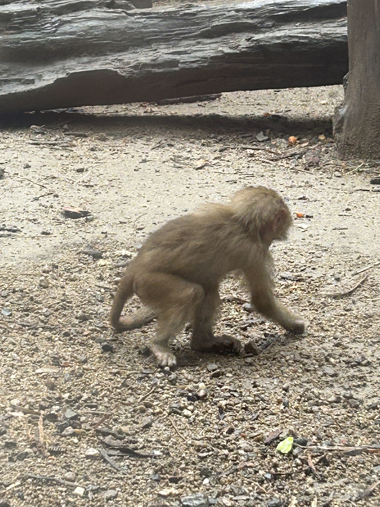 郑州市动物园旅行图片
