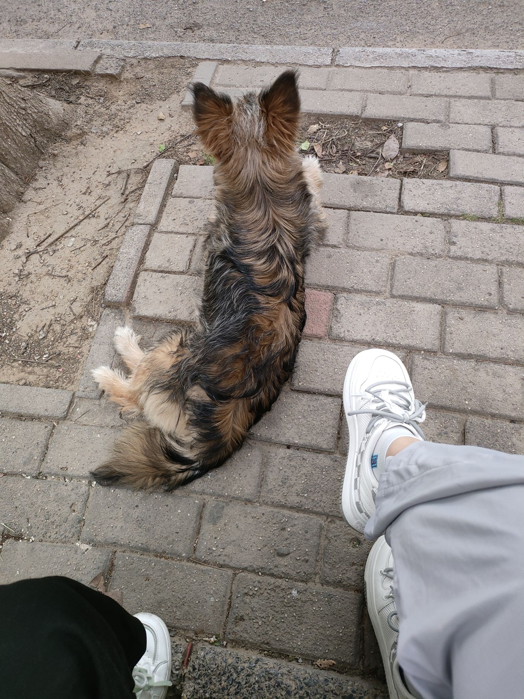 龙湖广场旅行图片