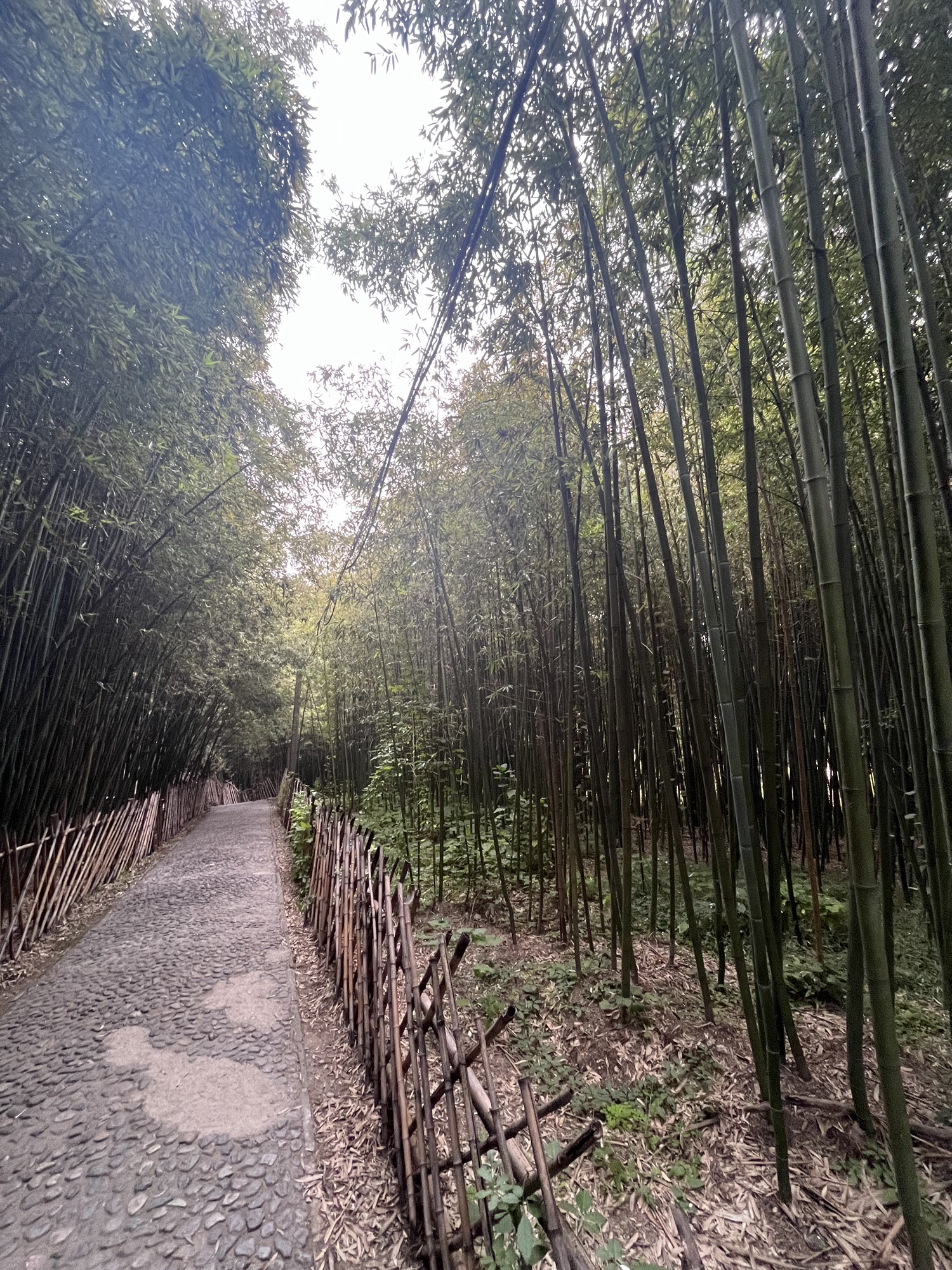 白云寺国家森林公园旅行图片