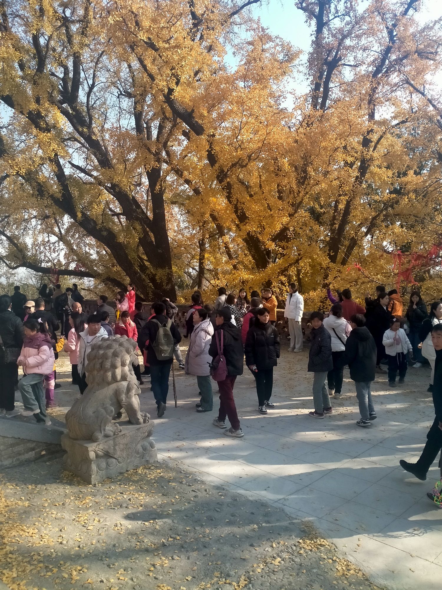 白云寺国家森林公园旅行图片