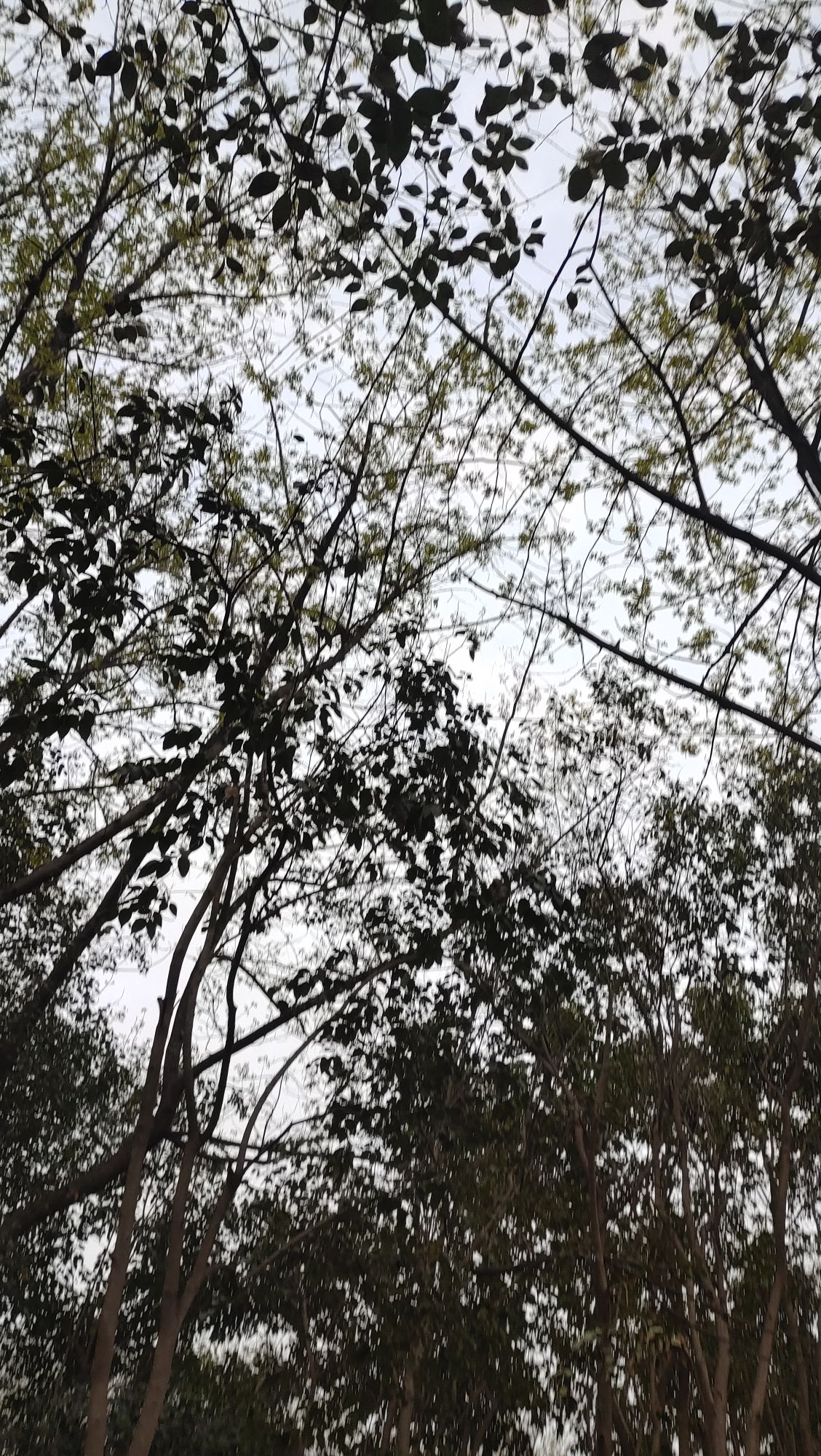 禹州森林植物园