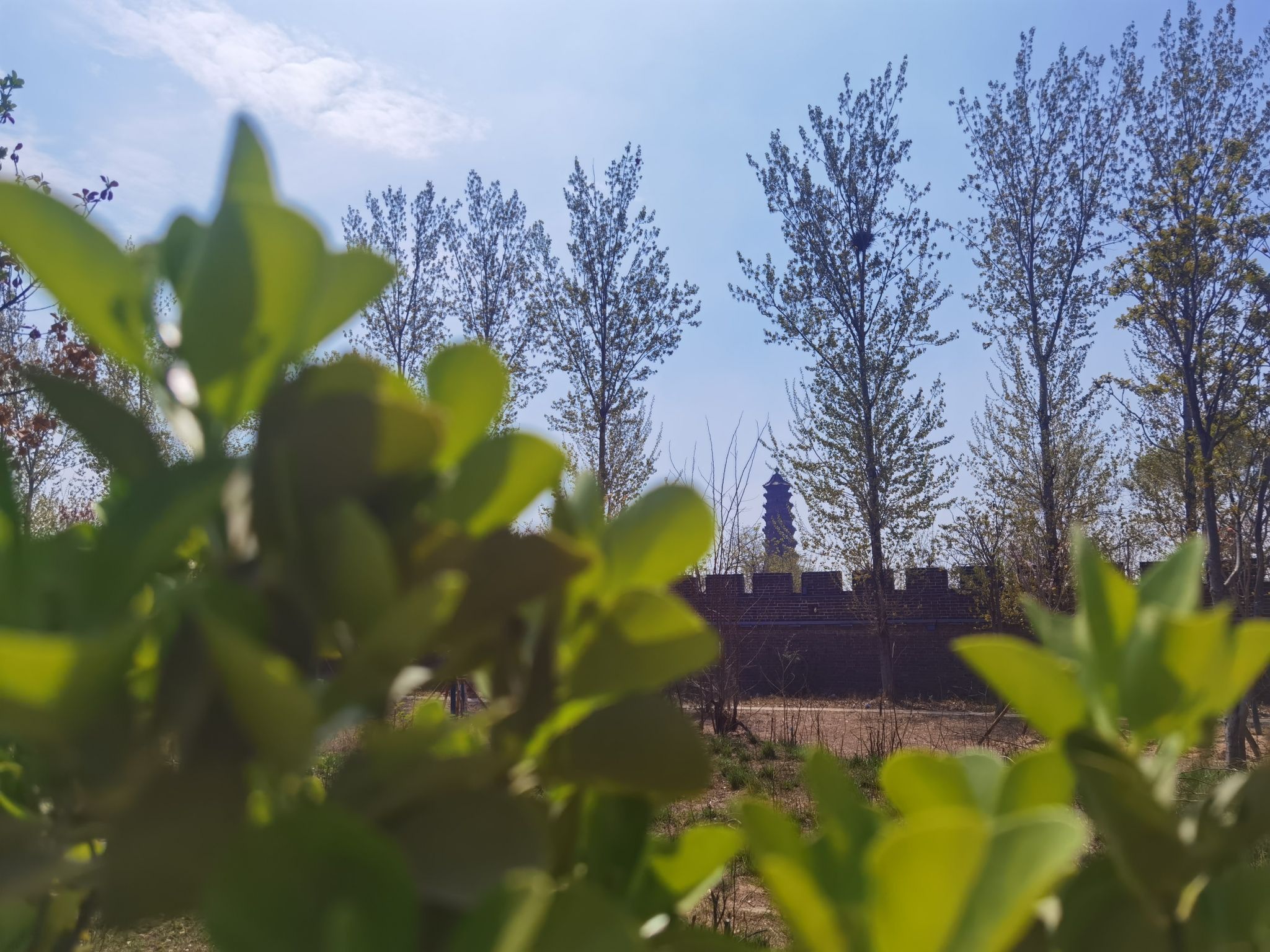 开封国家森林公园旅行图片