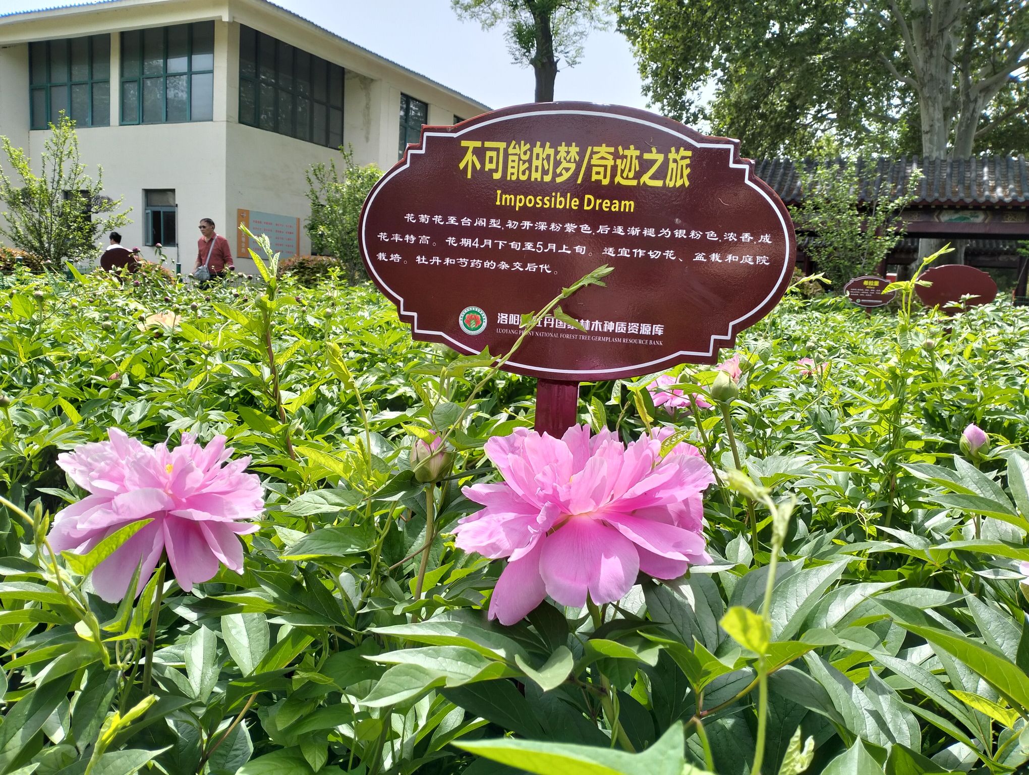 国家牡丹园旅行图片
