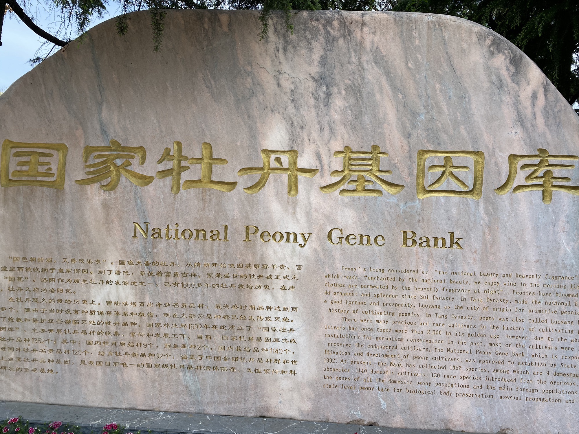 国家牡丹园旅行图片