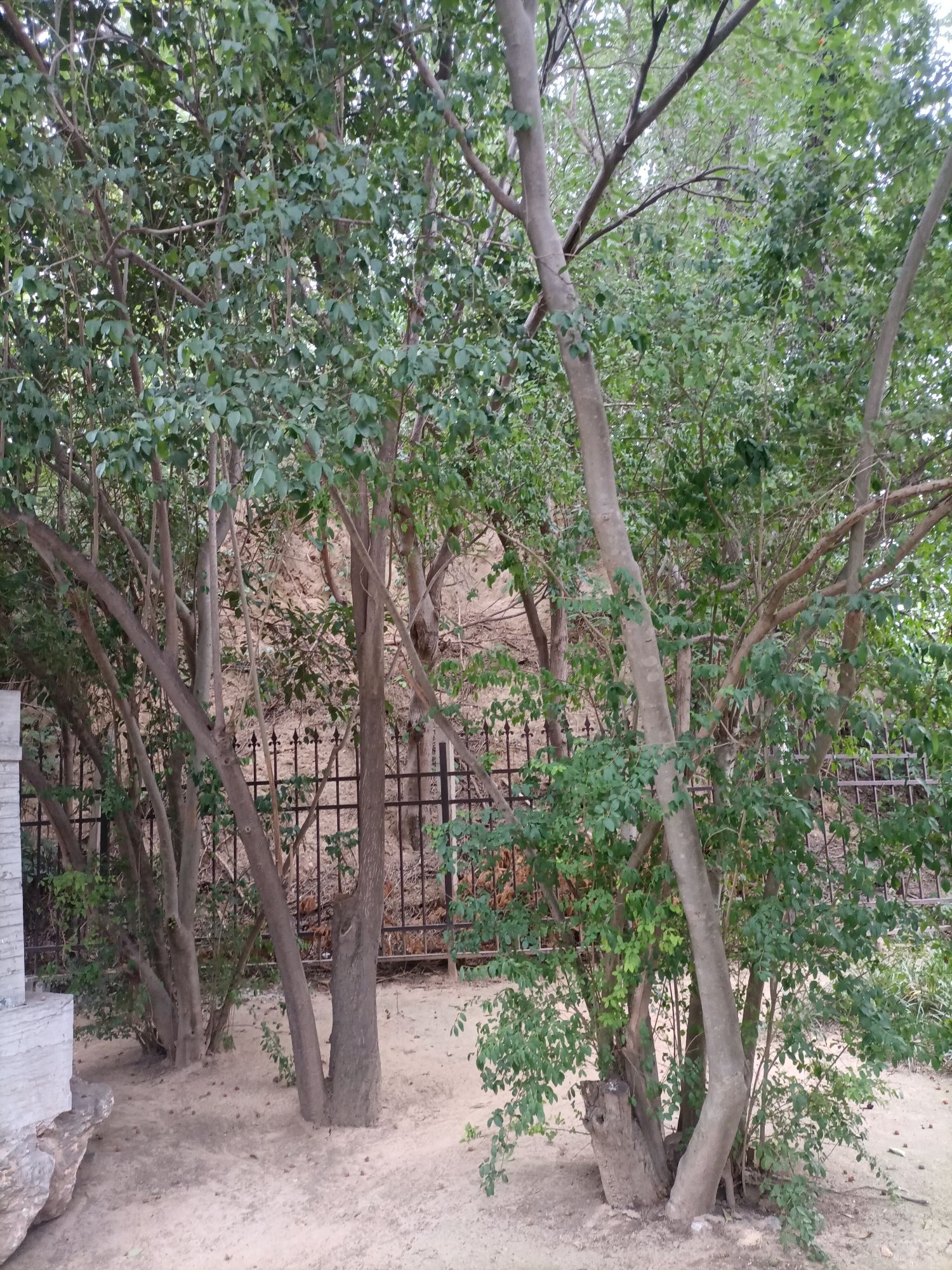 戚城文物景区-戚城遗址旅行图片