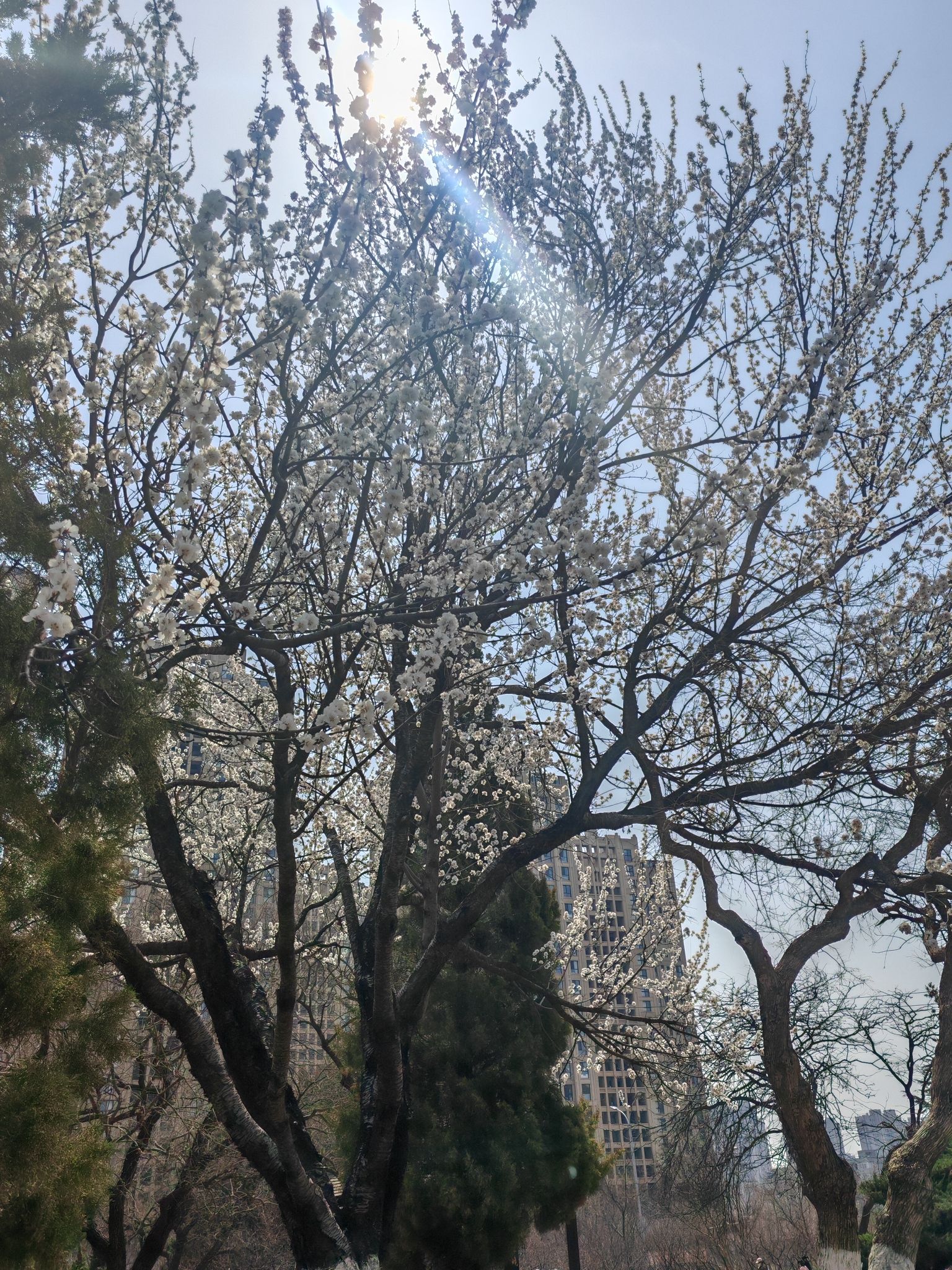 甘井子公园旅行图片