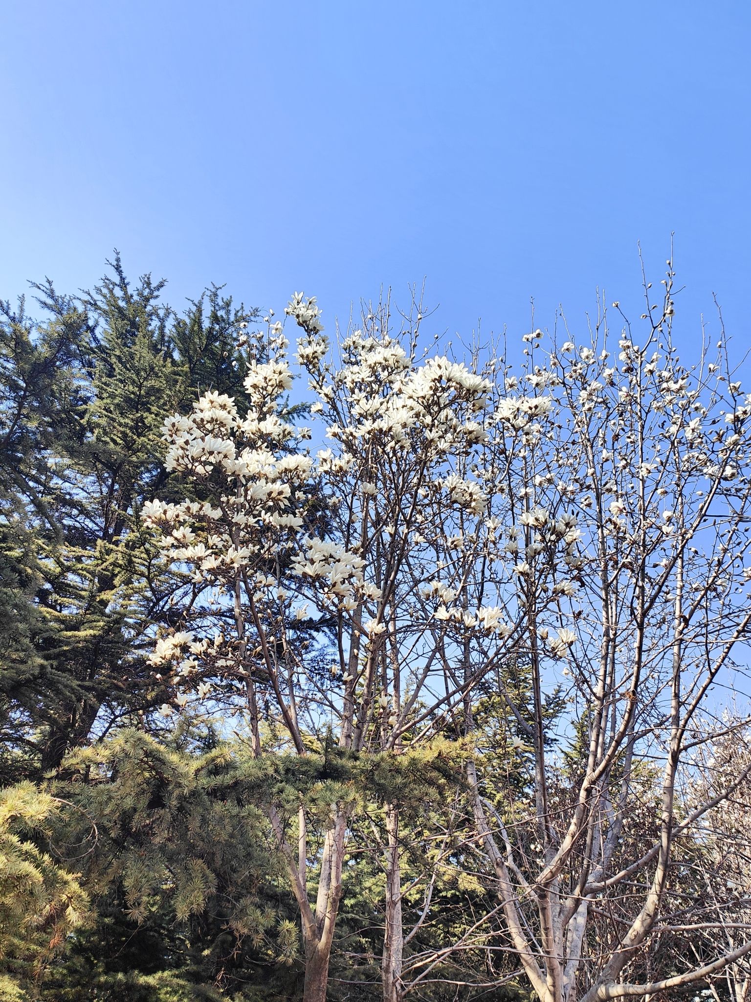 鼎山公园旅行图片