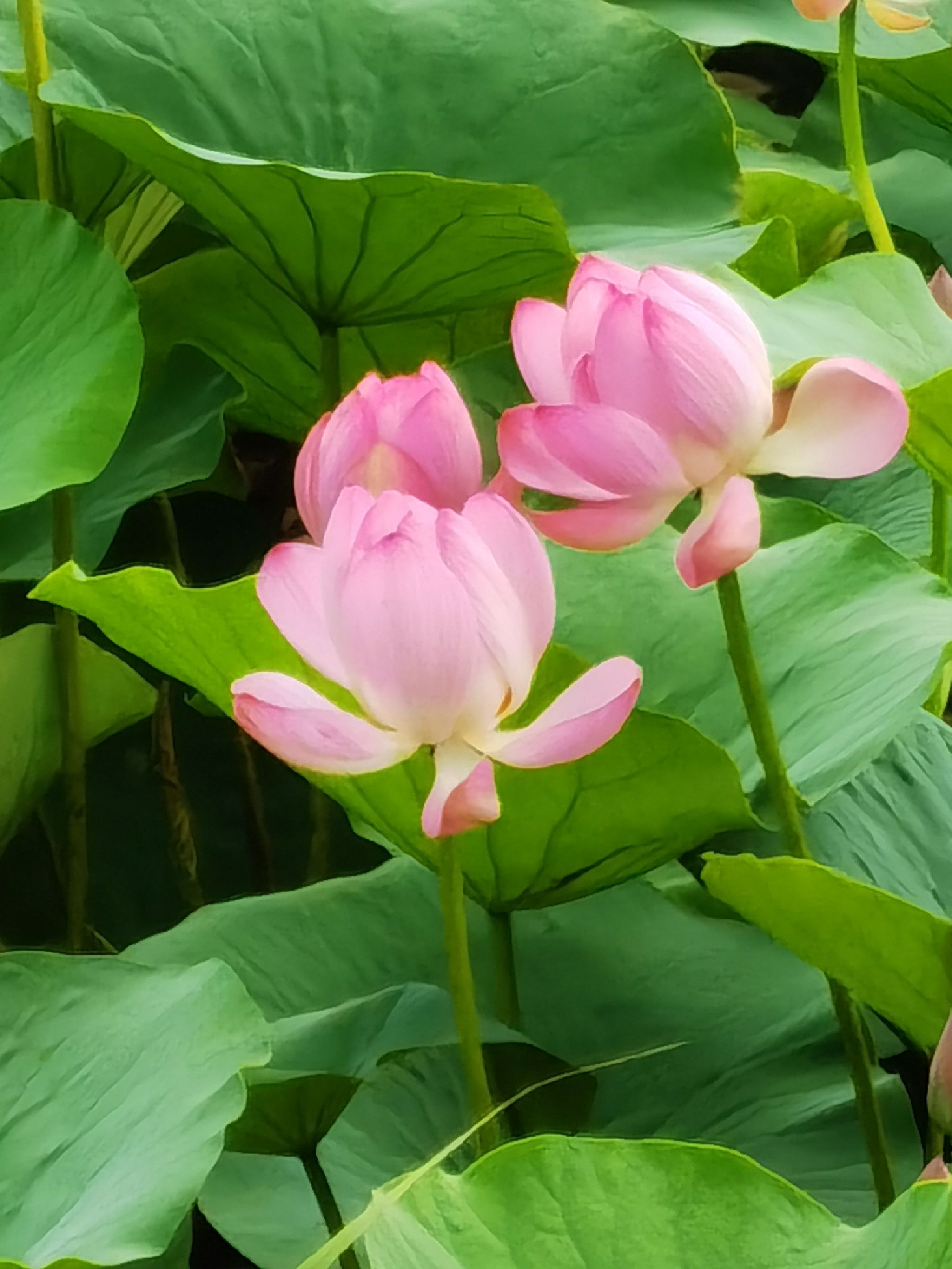 前关城市中央湿地公园旅行图片