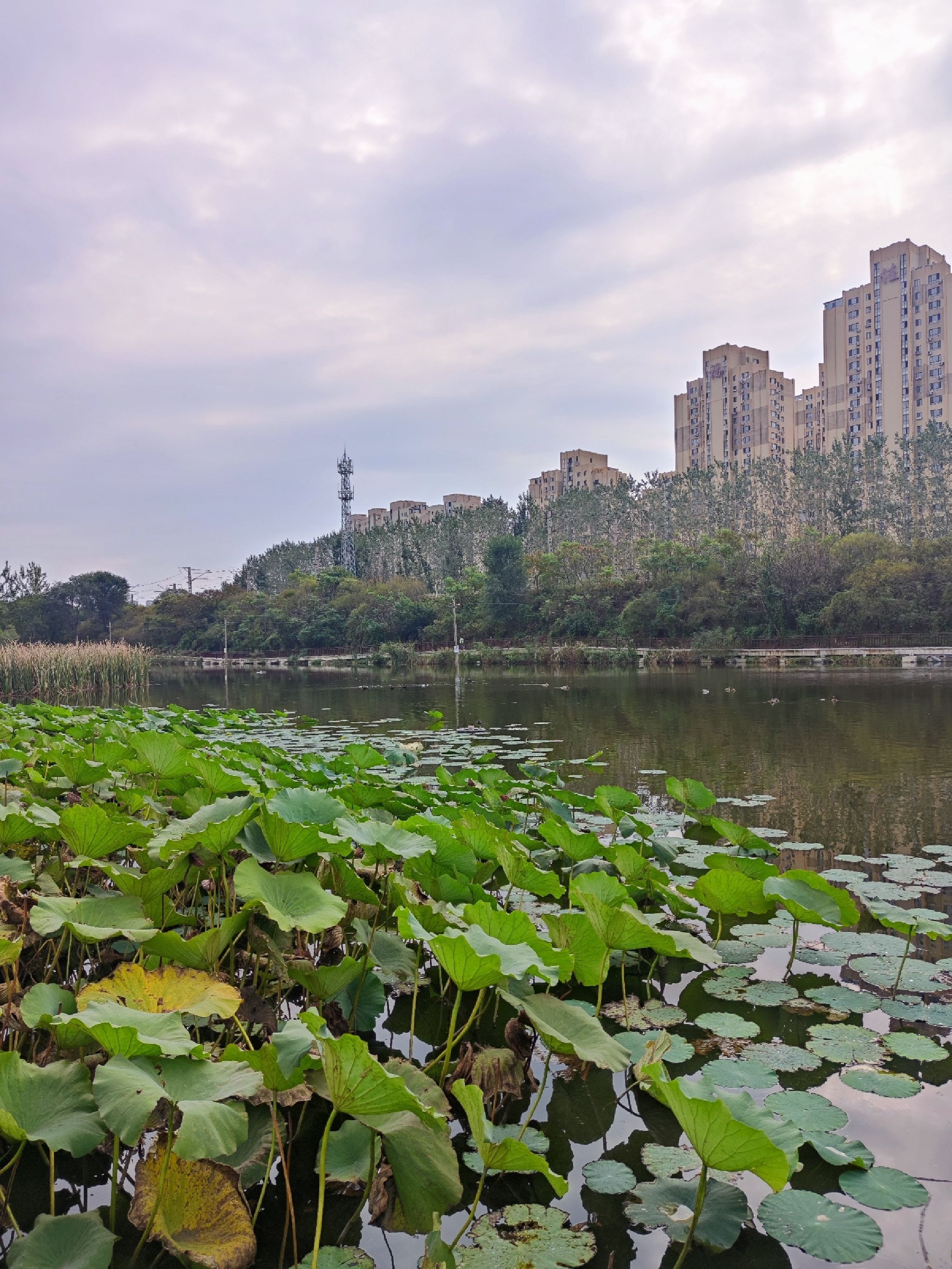 前关城市中央湿地公园旅行图片