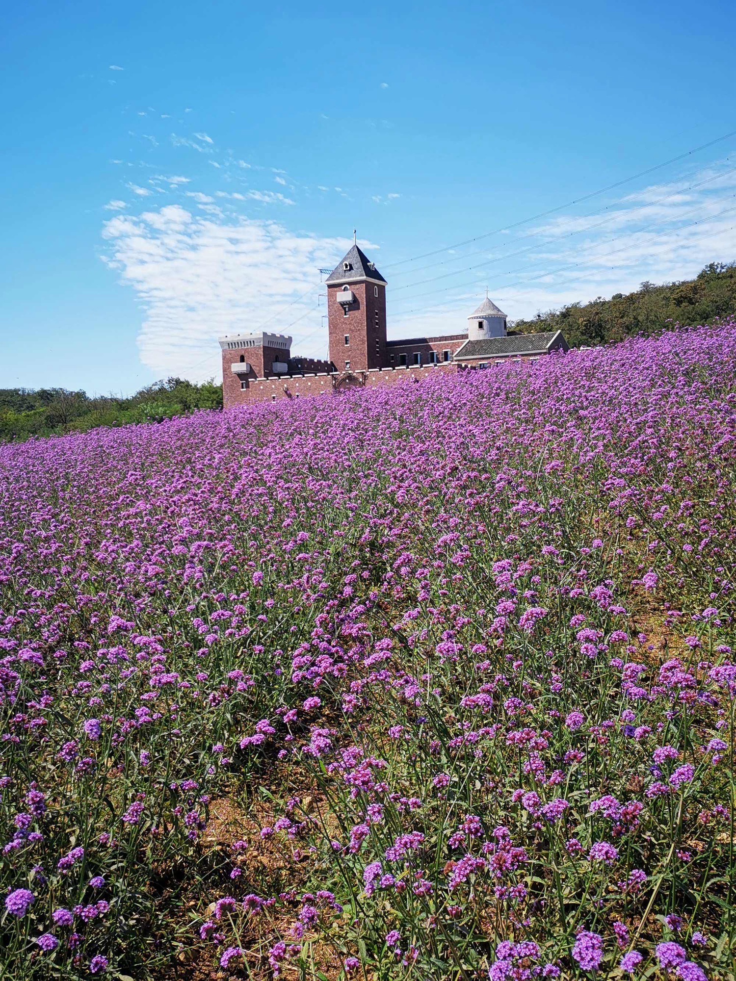 紫云花汐景区