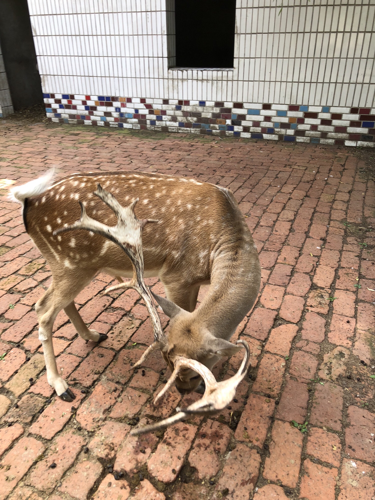西柳老栓动物园旅行图片