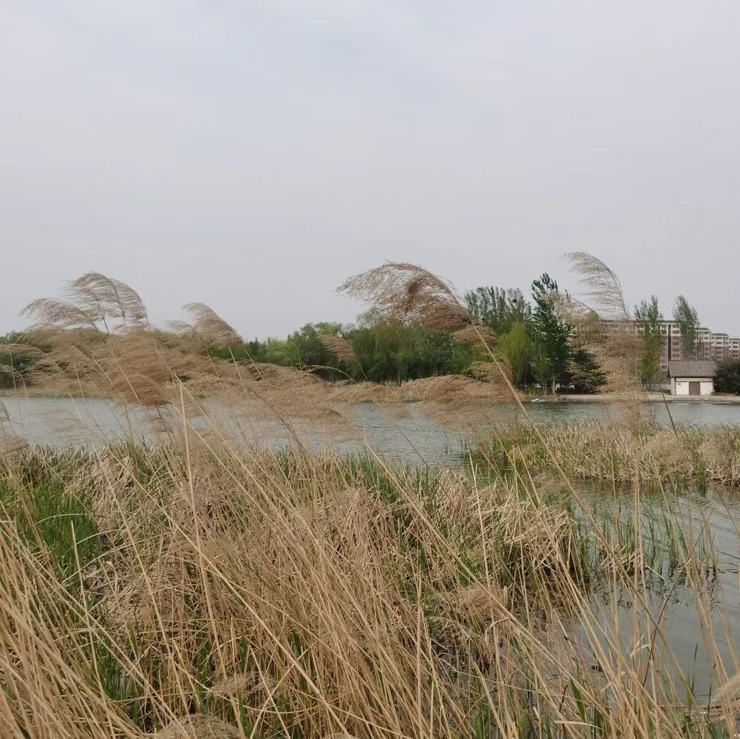 雁鸣湖旅行图片