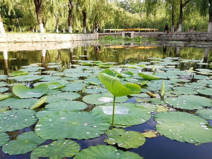 熙湖公园旅行图片