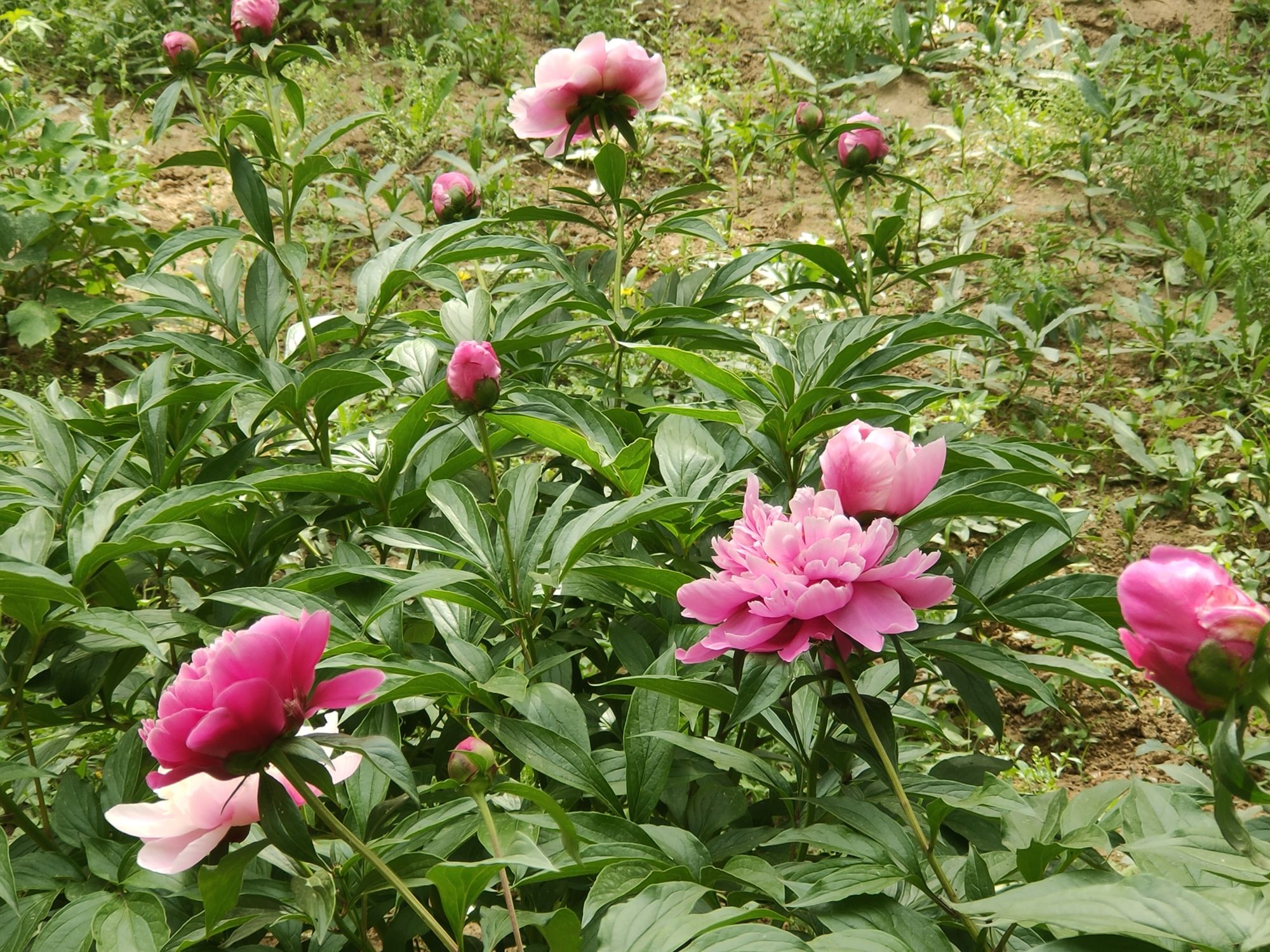 熊岳植物园