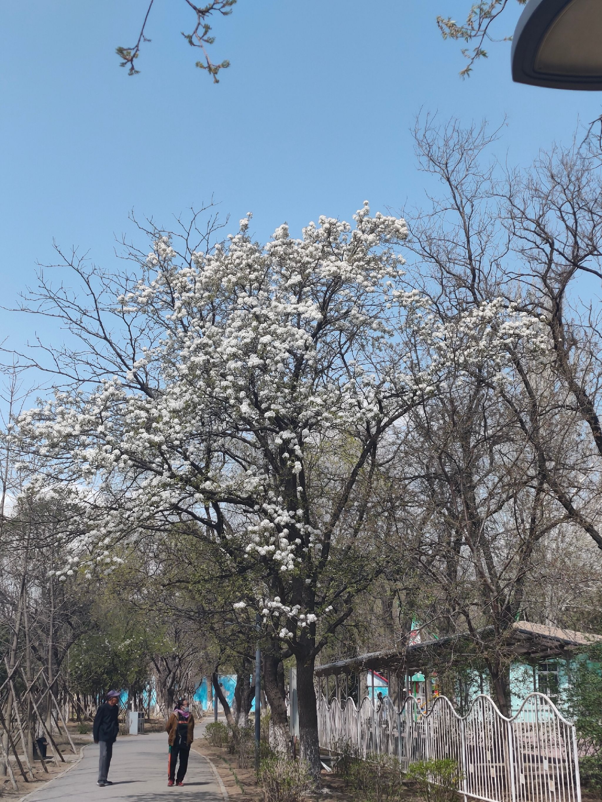 人民公园旅行图片
