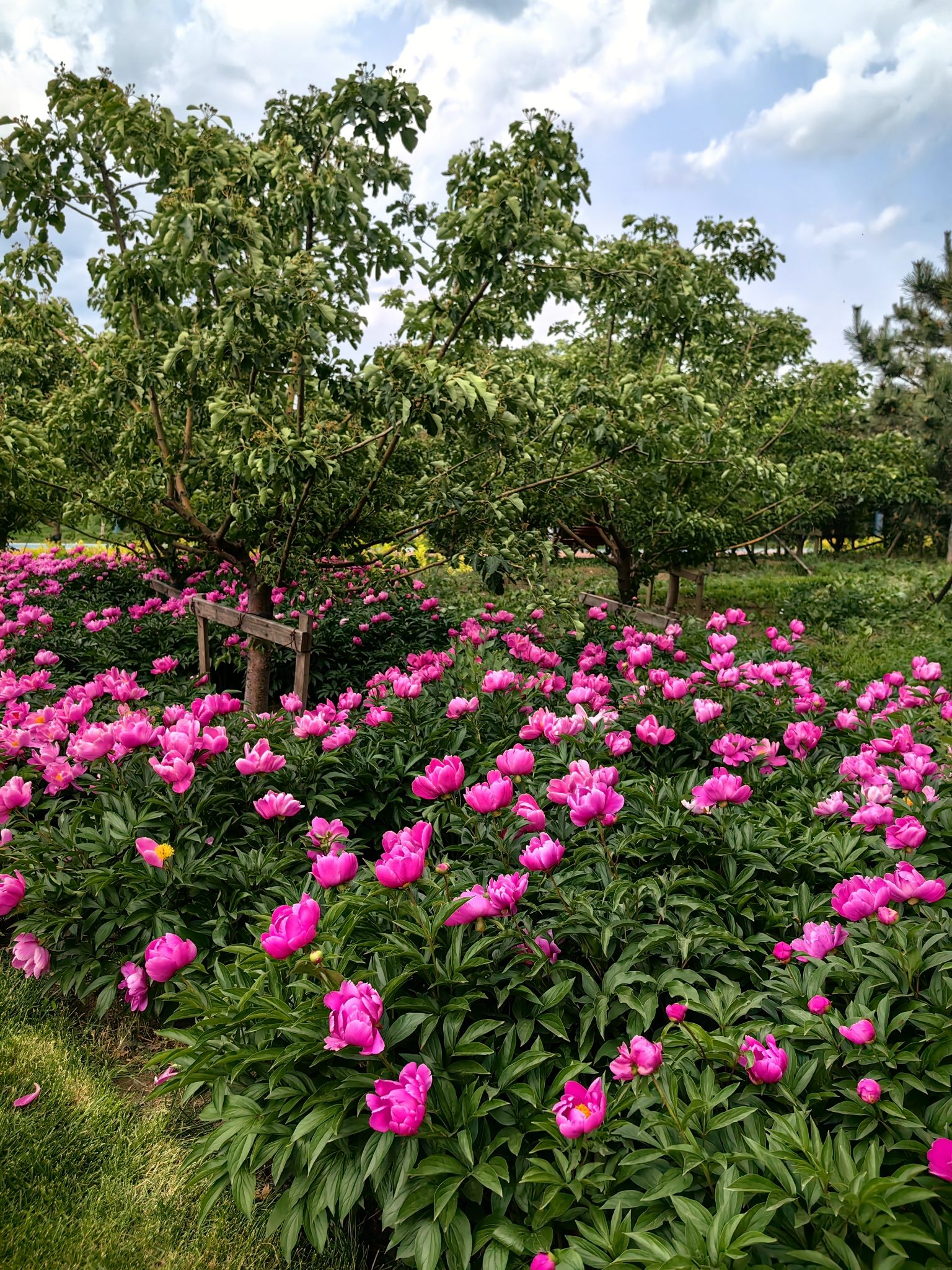 首山公园旅行图片