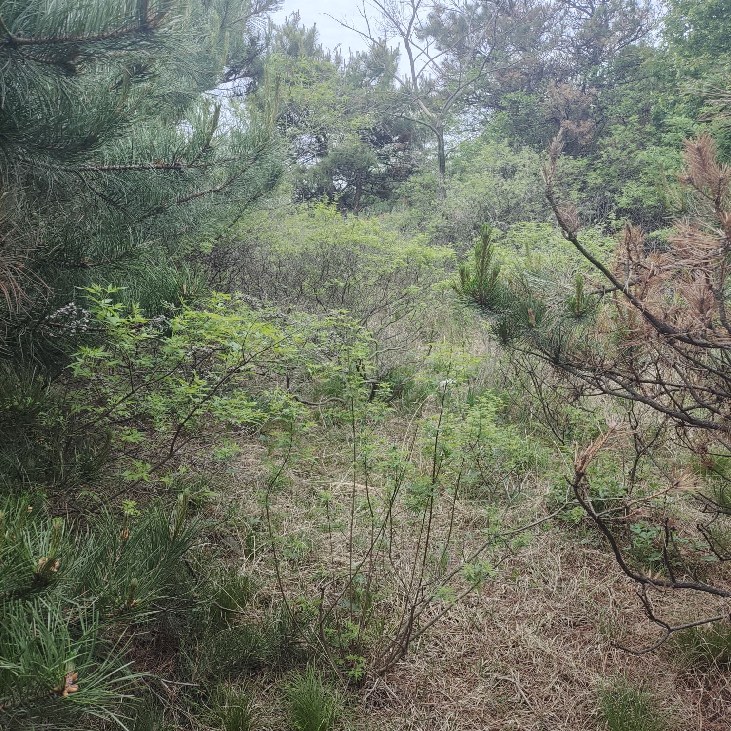 龙背山公园