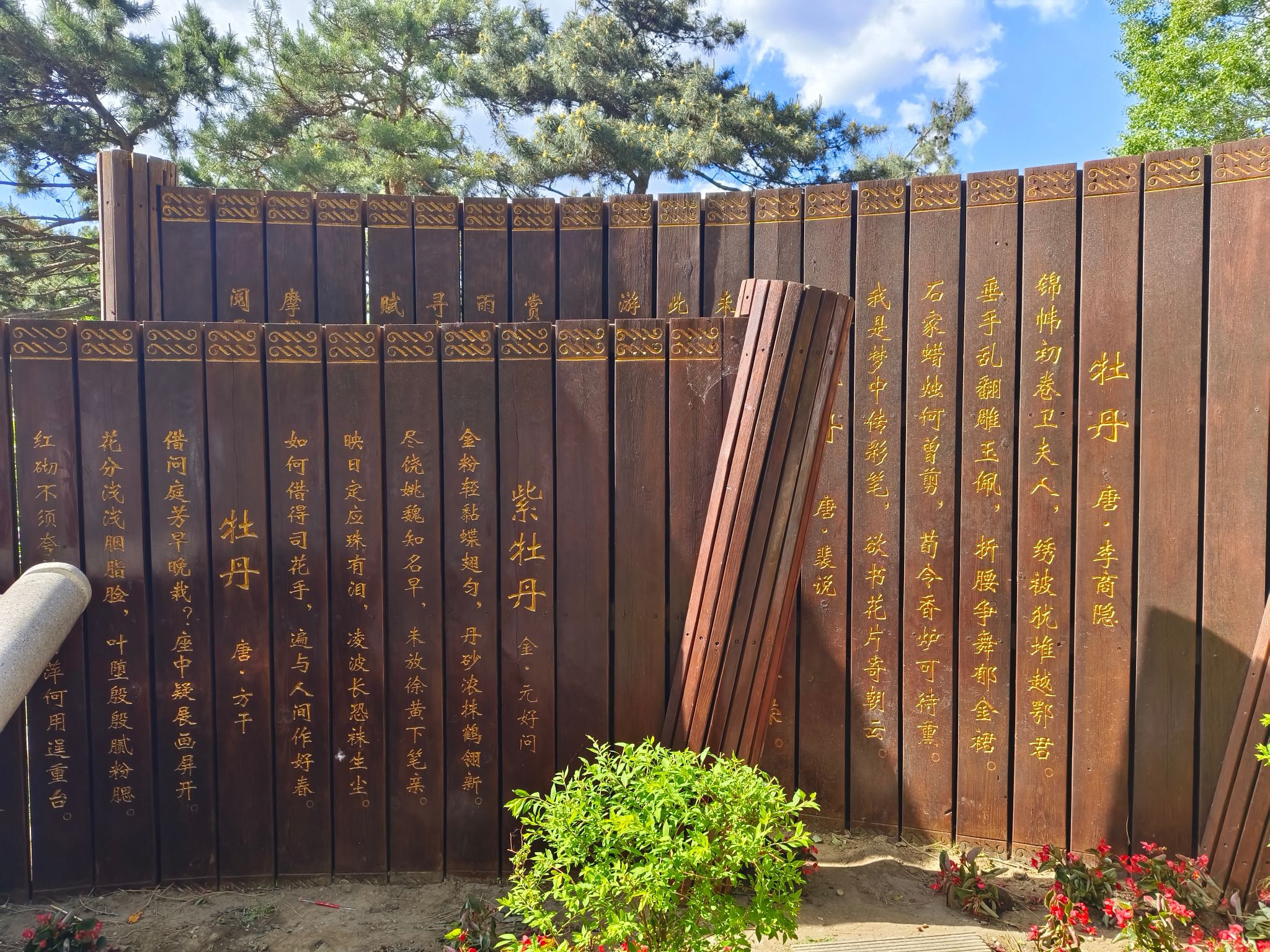 牡丹园旅行图片