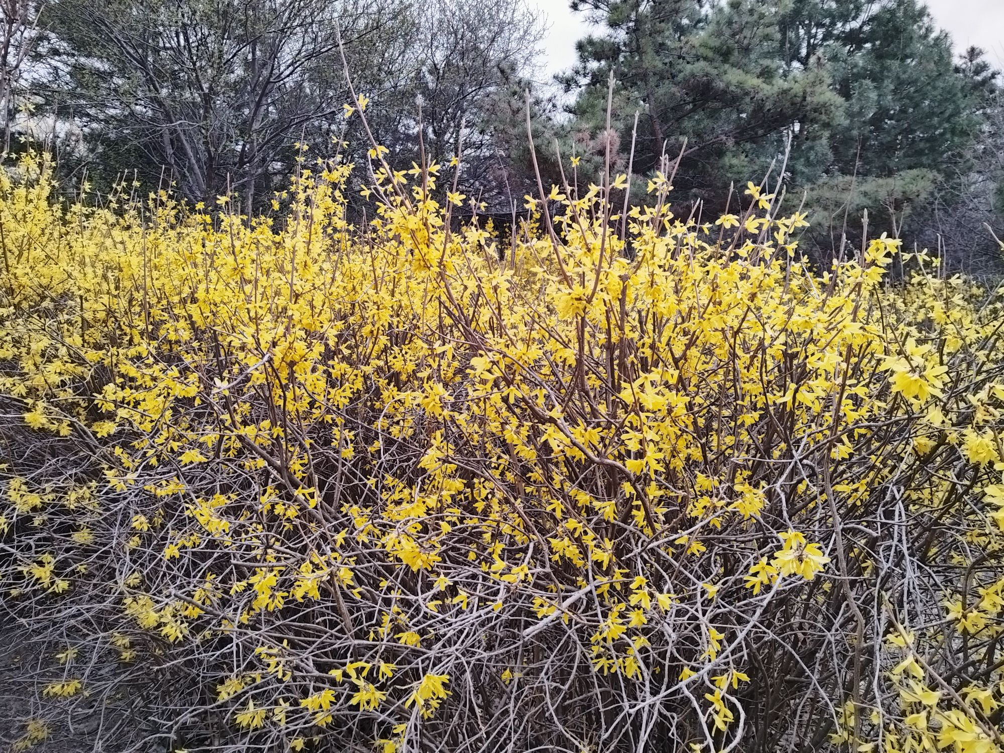德惠市植物公园旅行图片