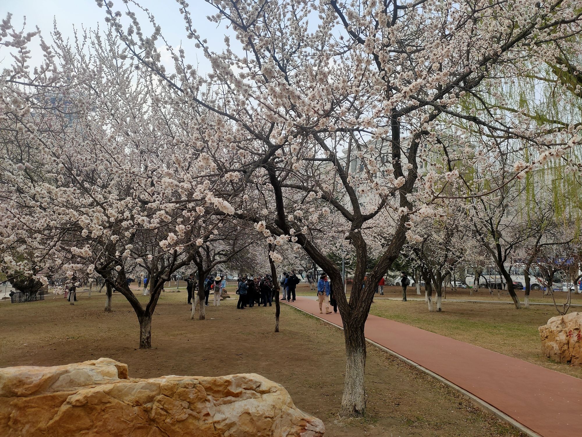 杏花村公园