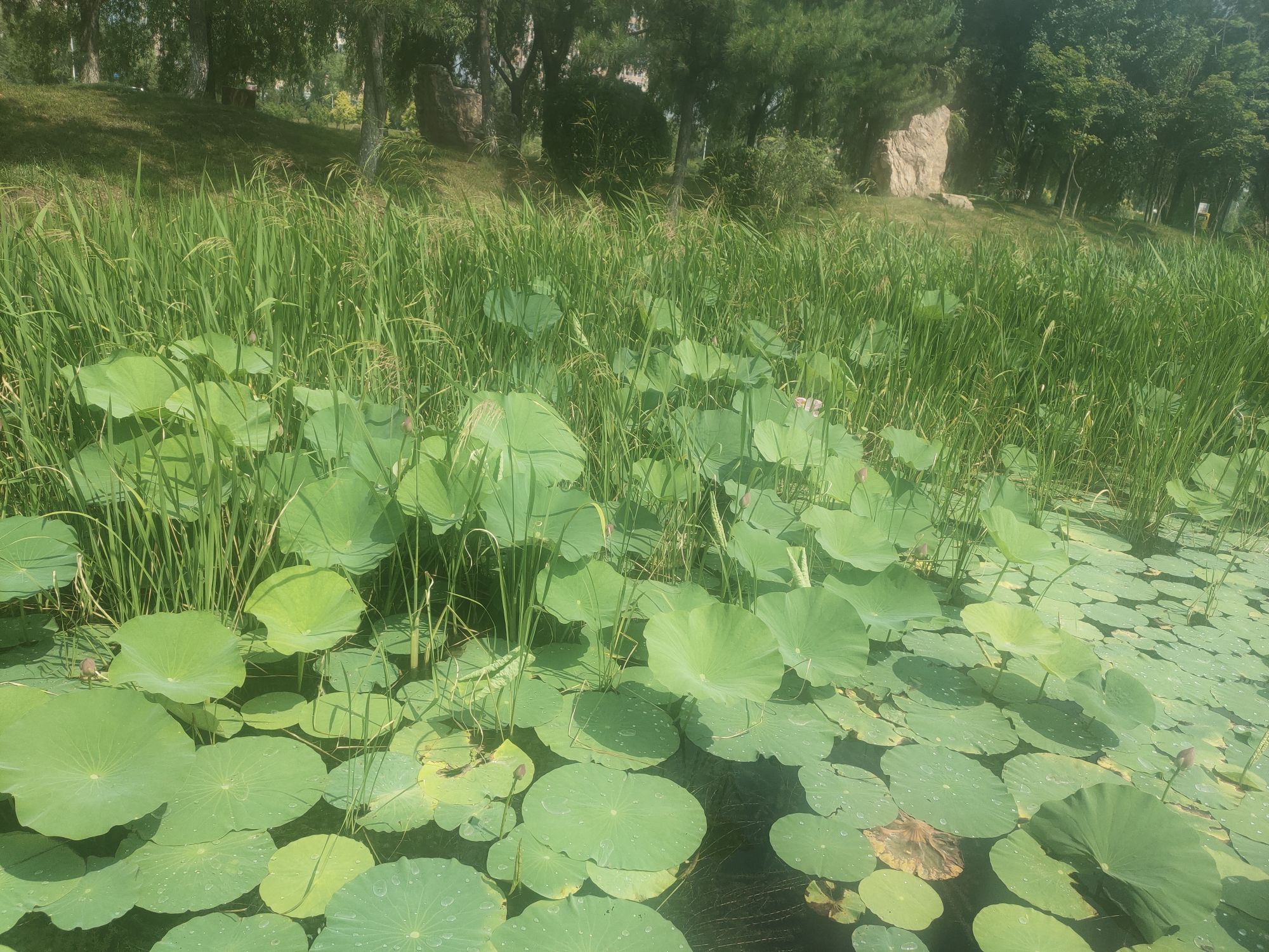 梅河口公园旅行图片