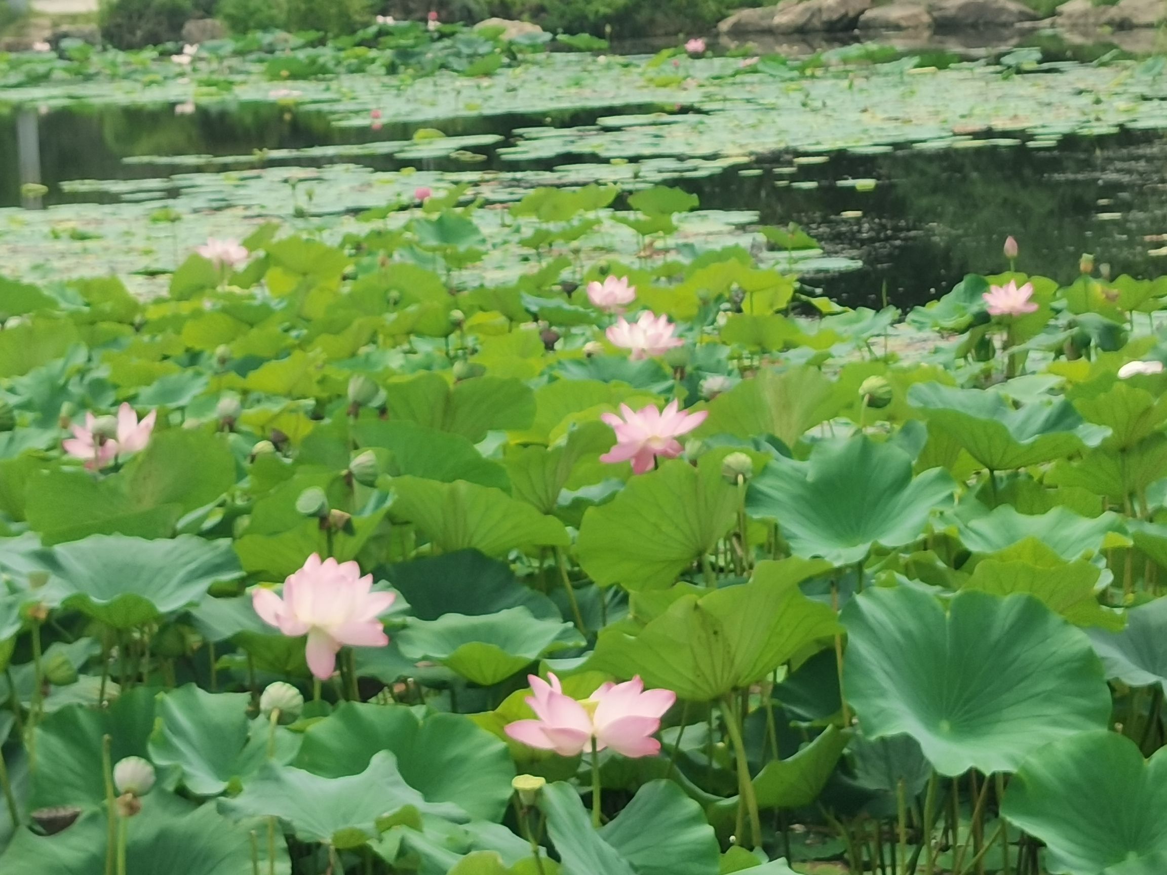 长白山植物园旅行图片