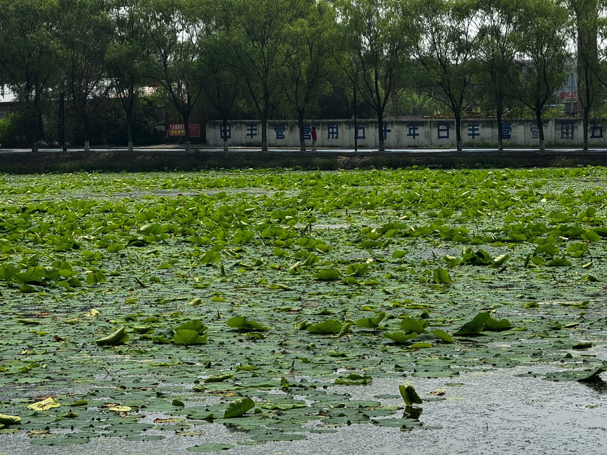 西郊公园旅行图片