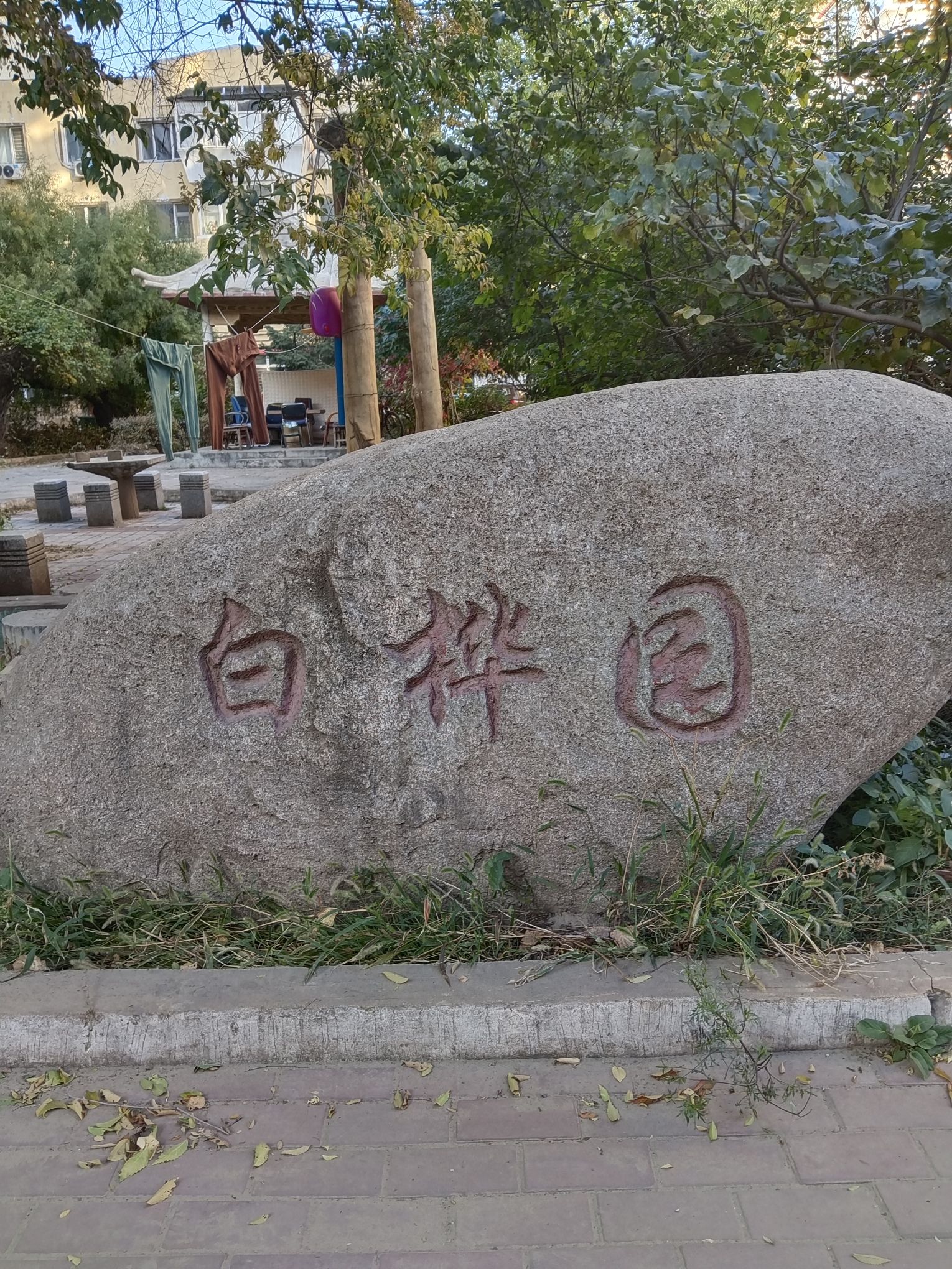 白桦园