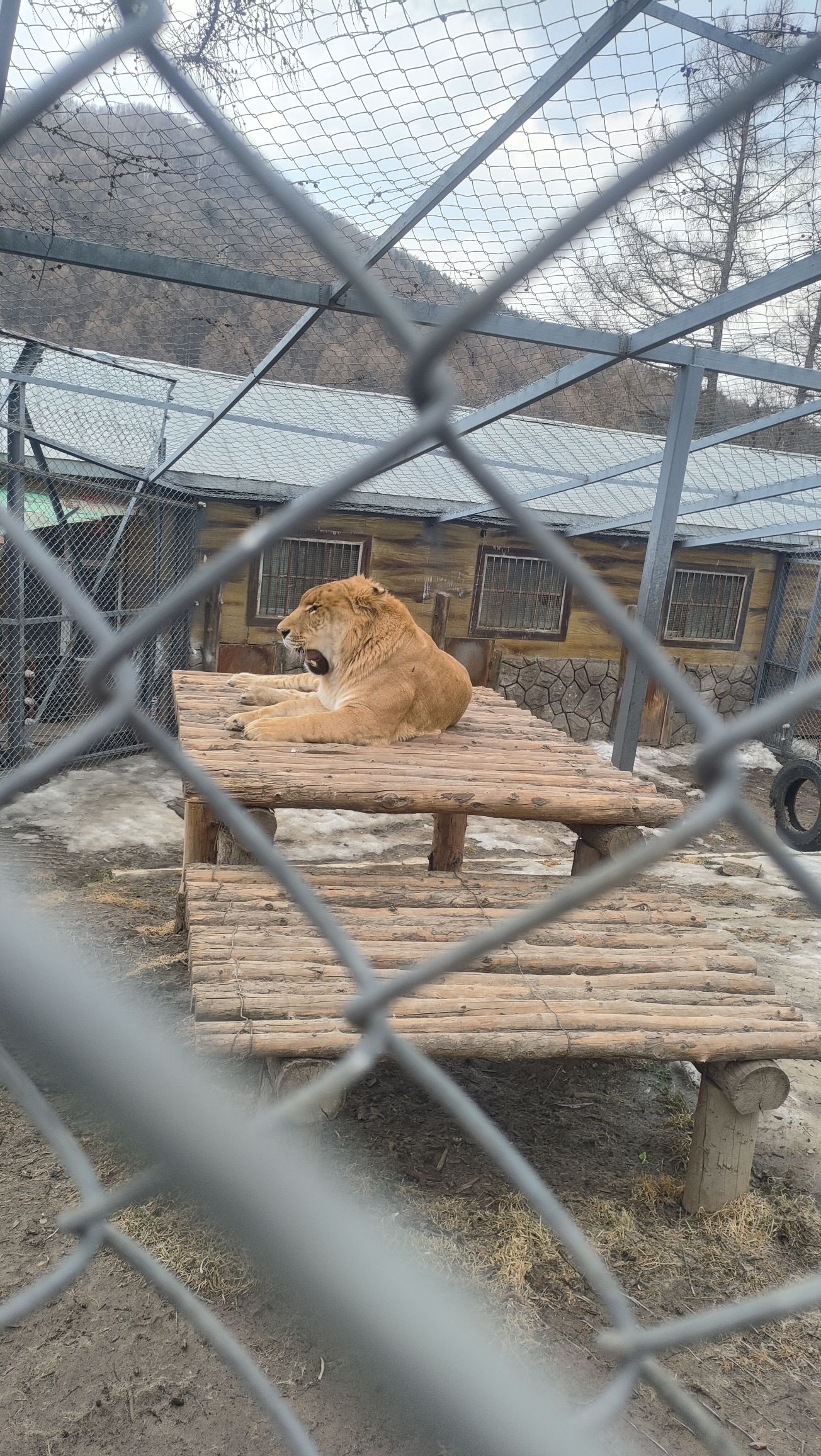 横道河子东北虎林园旅行图片
