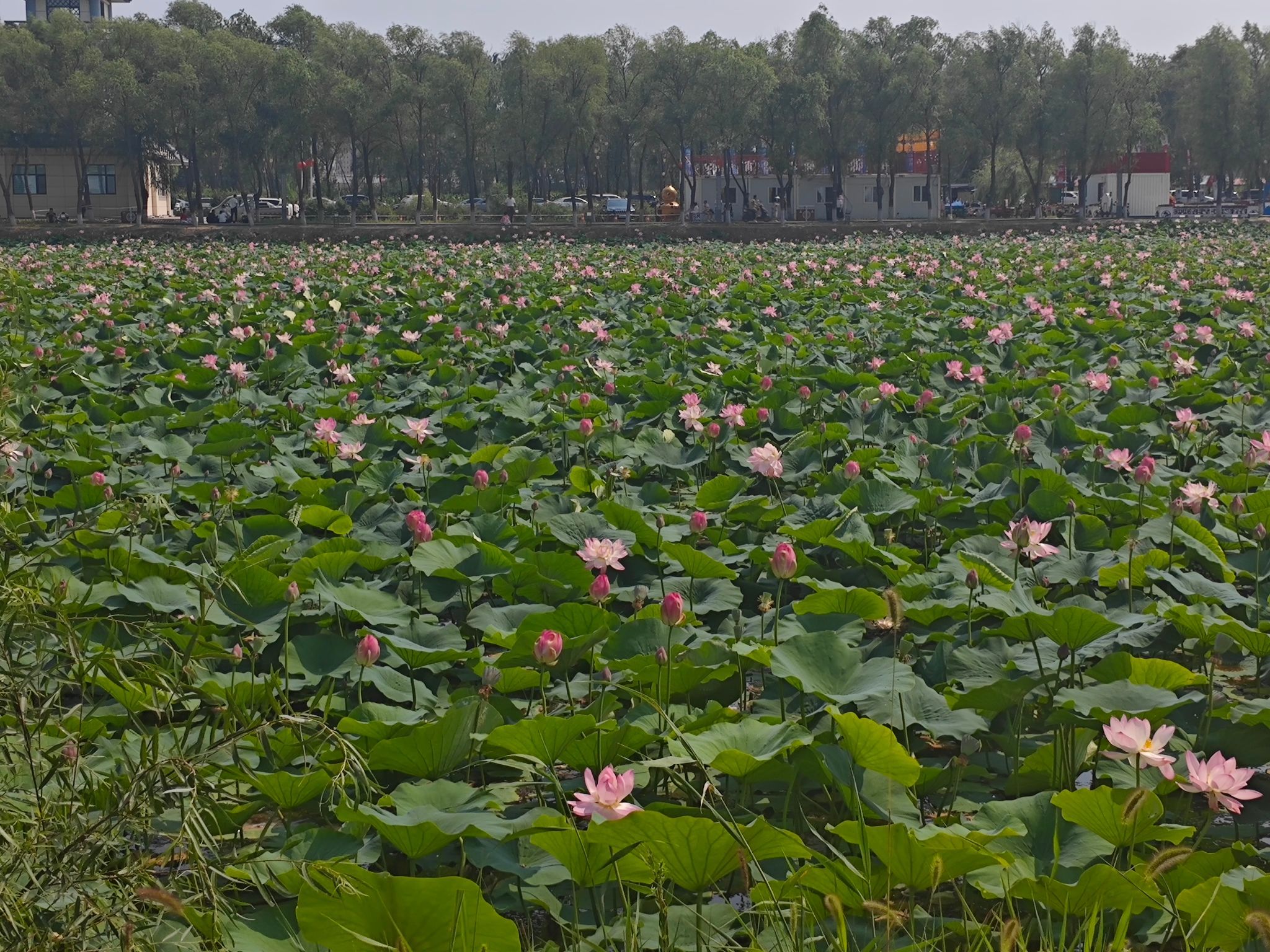 西海湿地公园旅行图片
