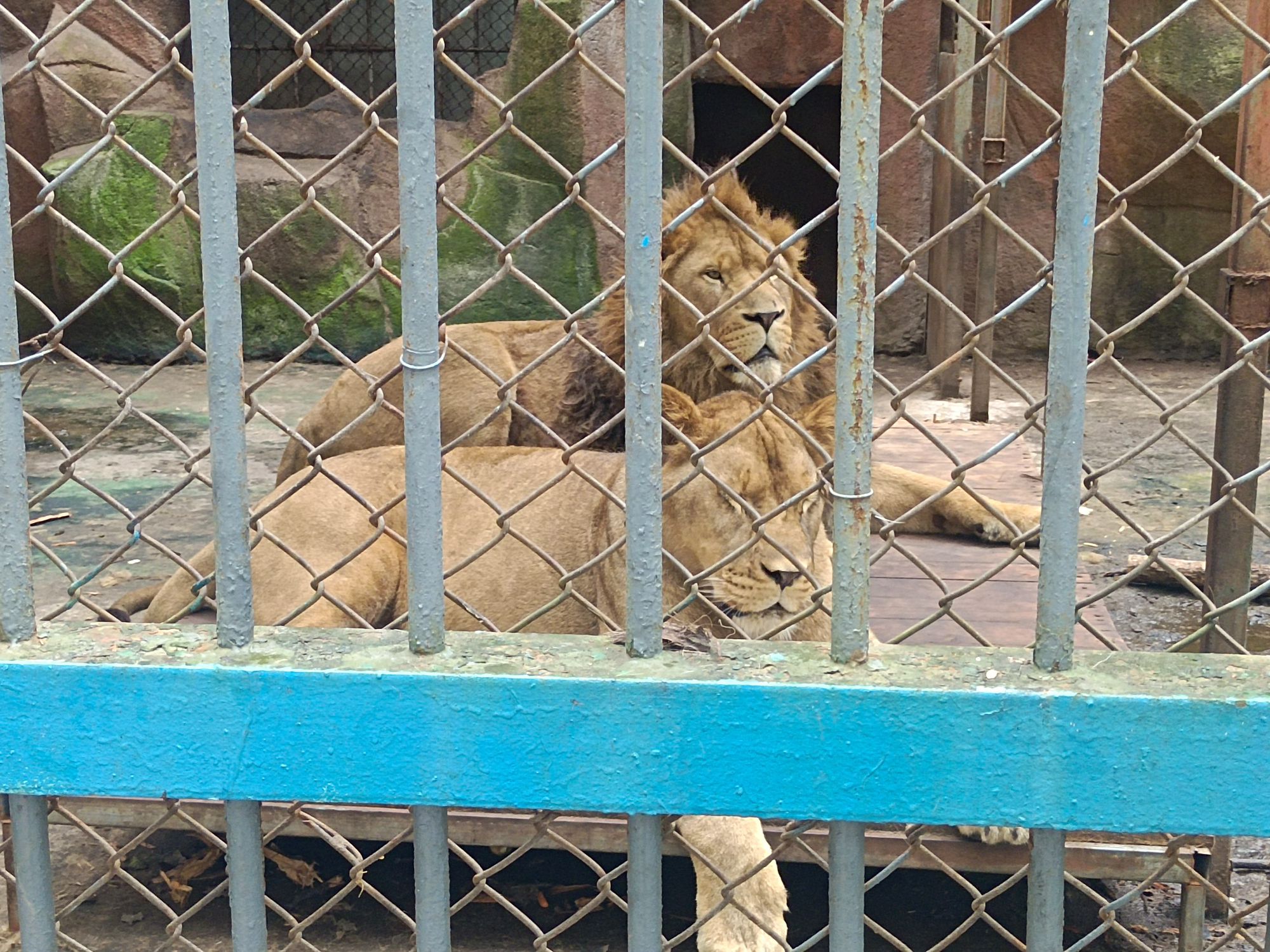 鸡西动植物园旅行图片