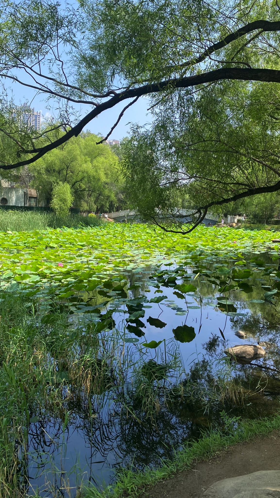 青城公园旅行图片