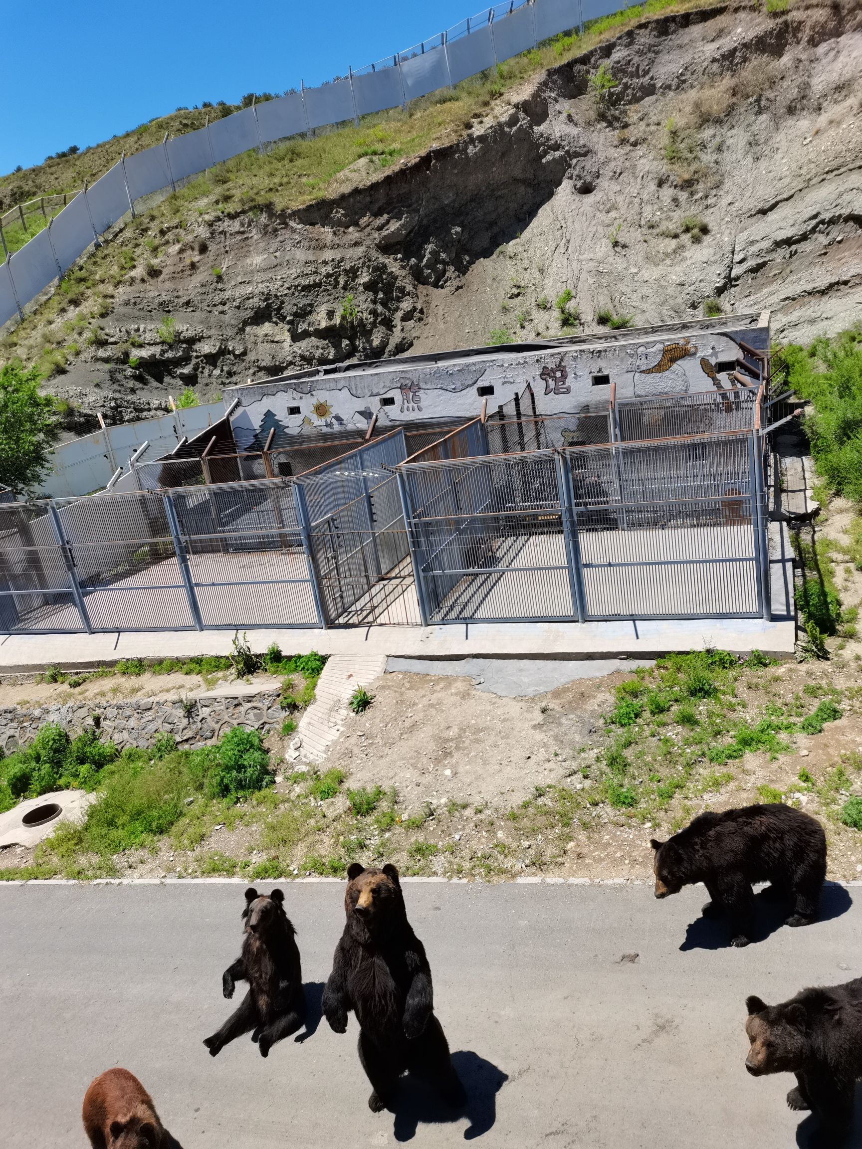 大青山野生动物园旅行图片