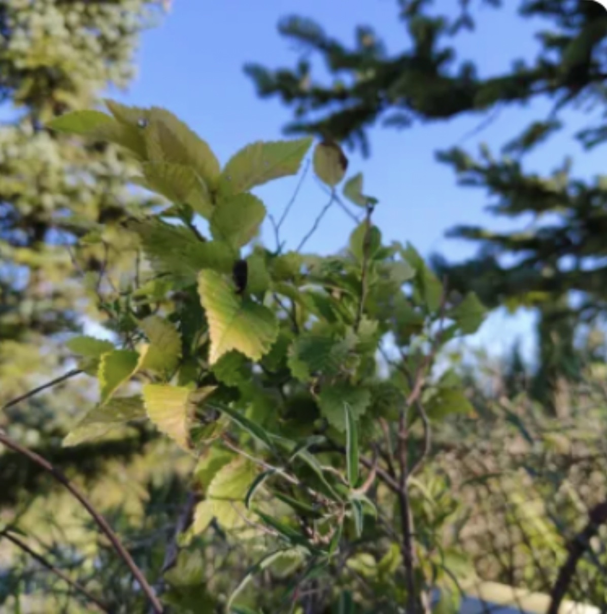 黄花梁生态公园