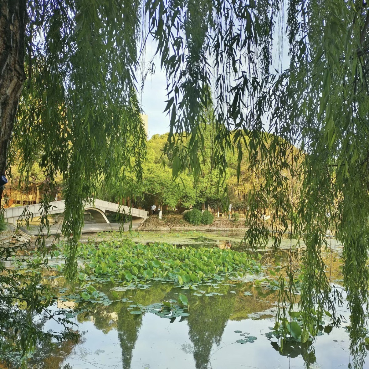 镜湖公园