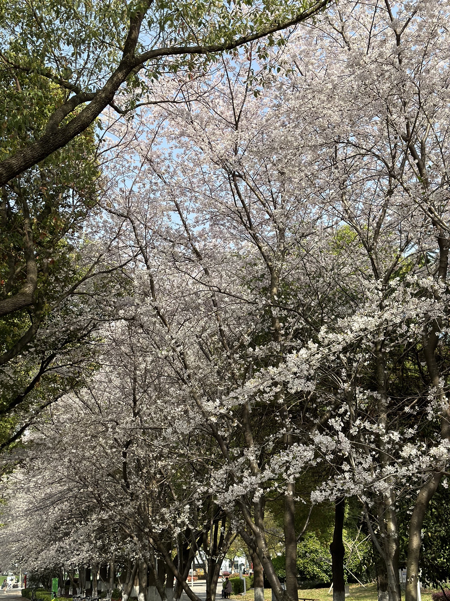 玉山公园