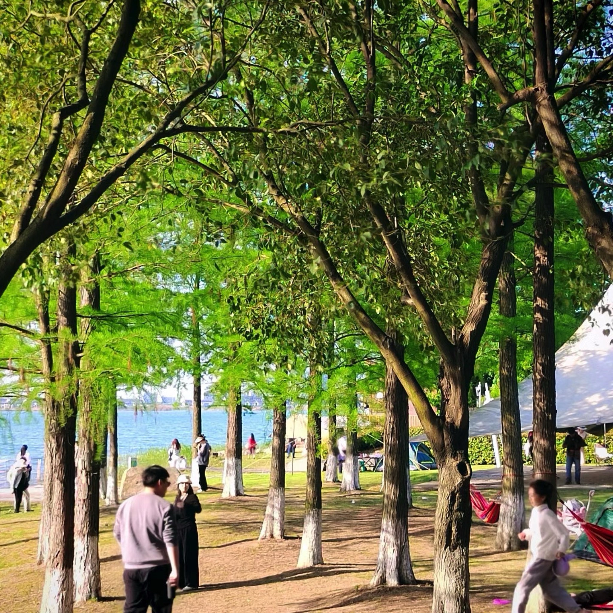 盛泽湖景区旅行图片