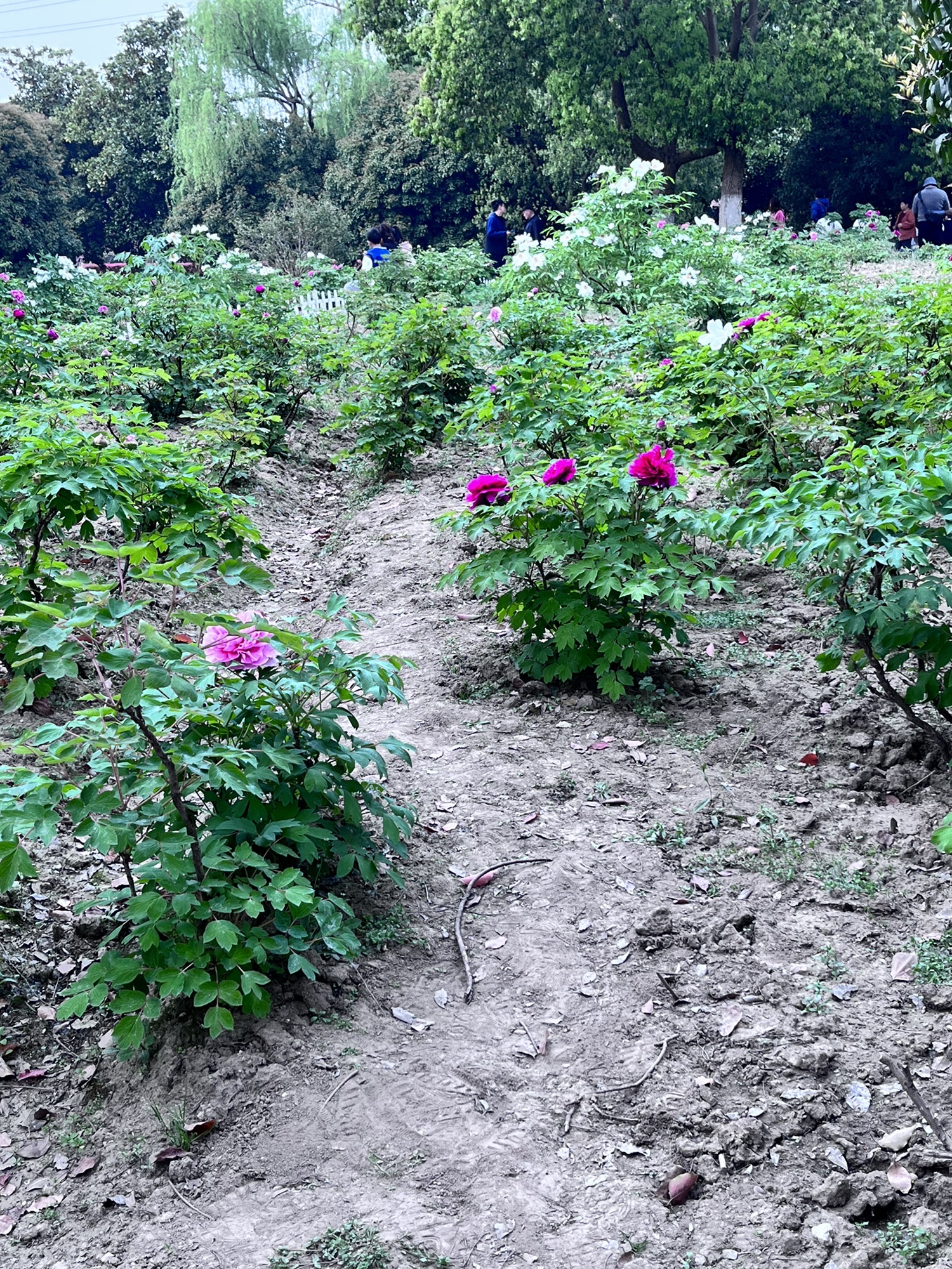 苏州中国花卉植物园旅行图片