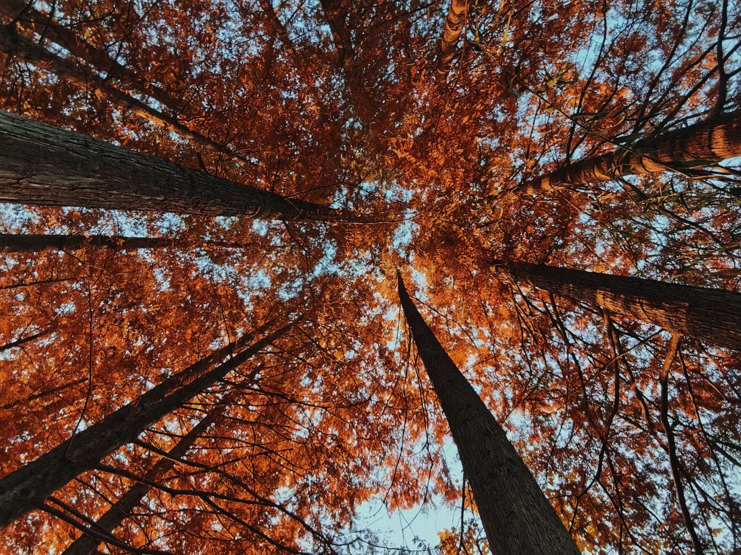 太丰生态园